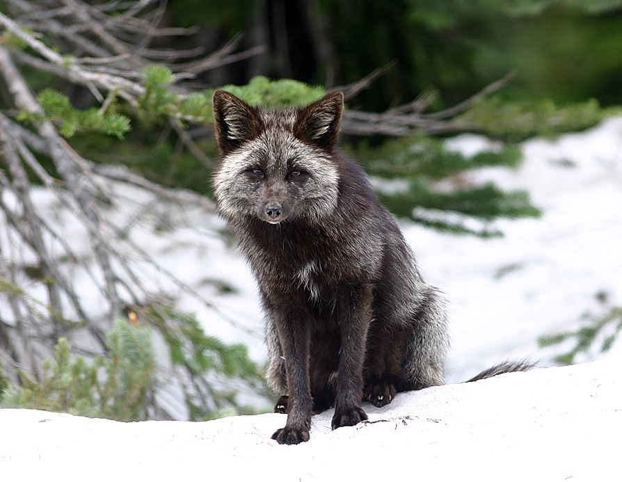 Red Cascade Fox, Mount Rainier National Park