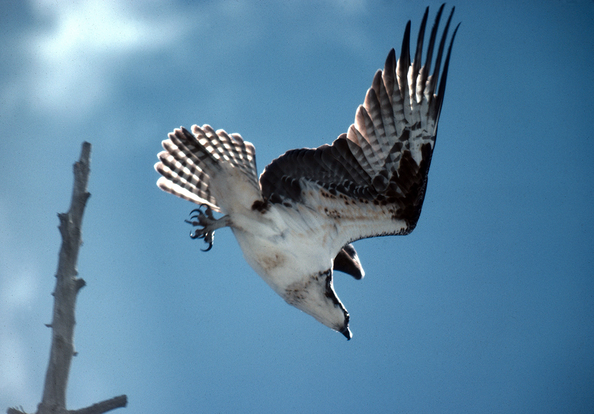 Osprey, Yellowstone National Park