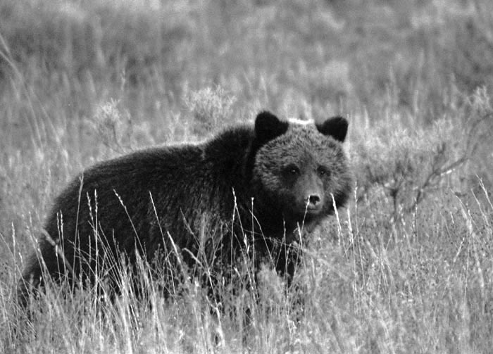 Grizzly Cub, Yellowstone National Park