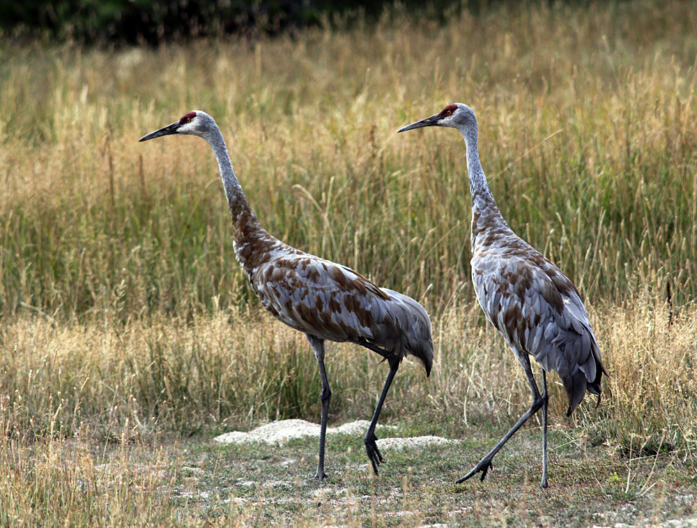 Sandhill Cranes, Yellowstone National Park