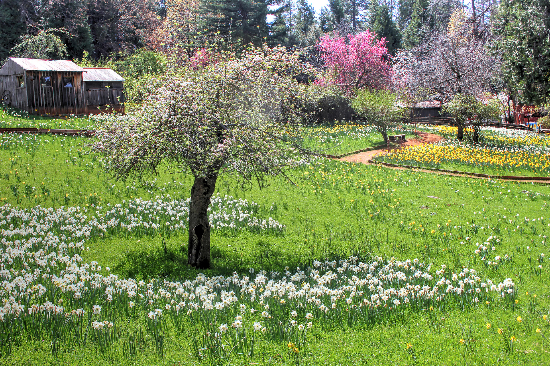 Daffodil Hill