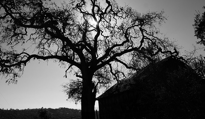 Big Tree and Barn