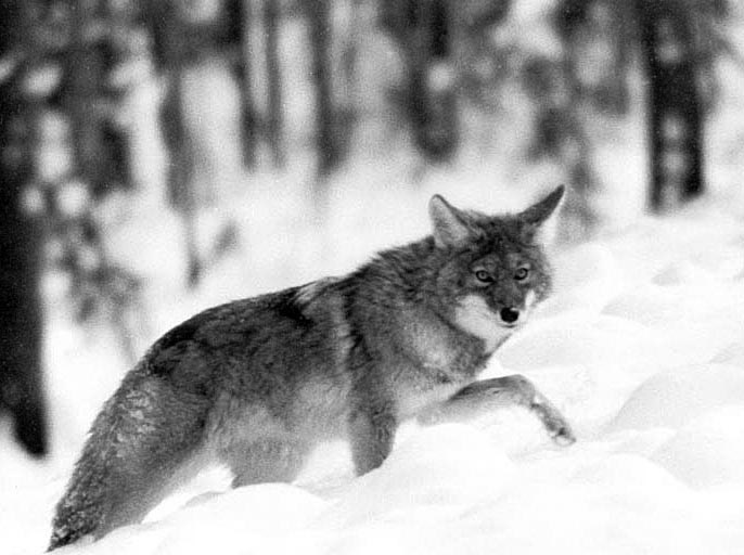 Coyote, Yellowstone National Park