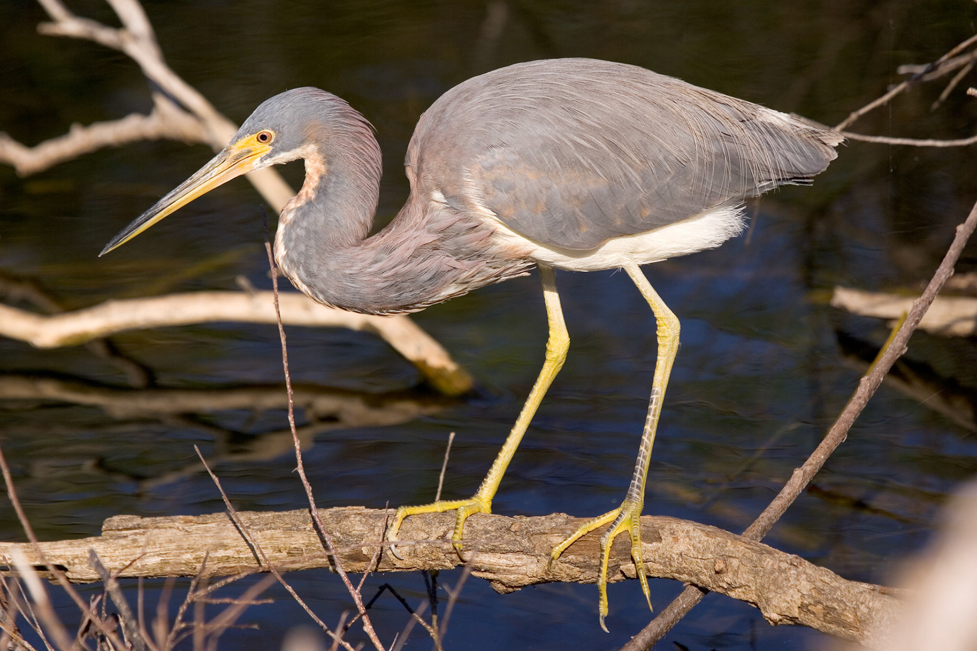 Tricolored Heron - Everglades National Park, FL