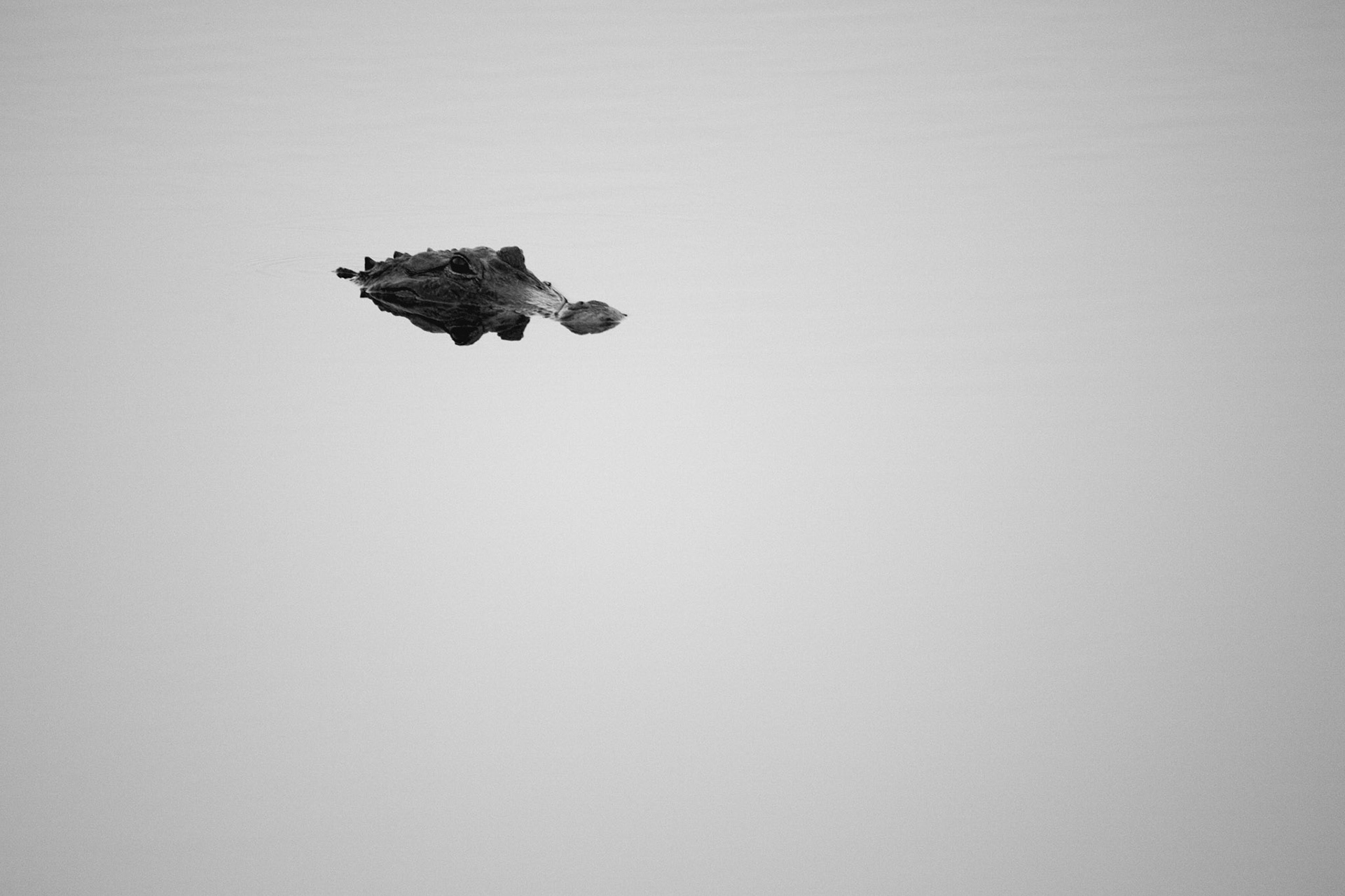 Alligator - Sarasota, FL