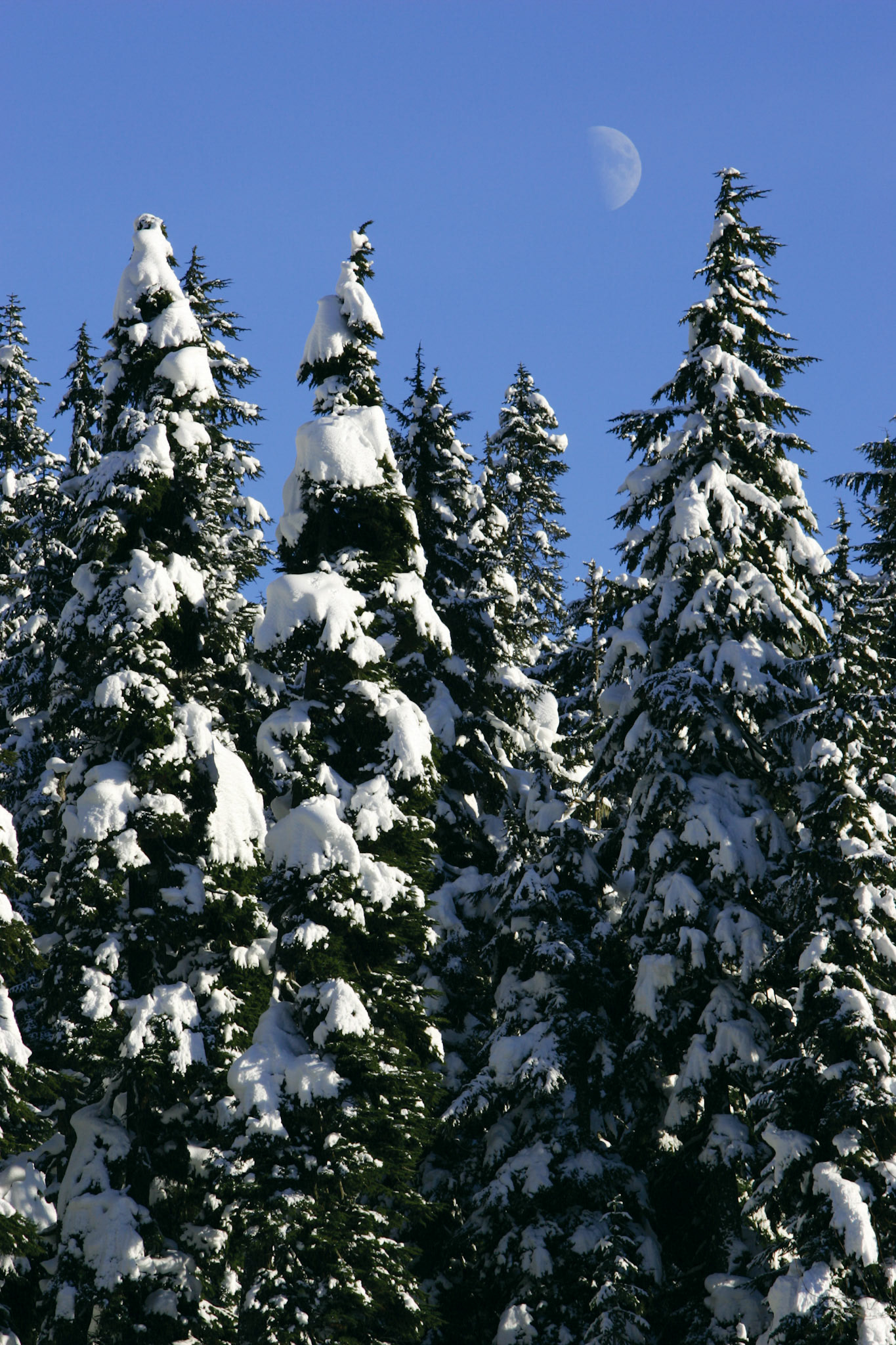 Snowy Pines and Half Moon - Snoqualmie Pass, WA