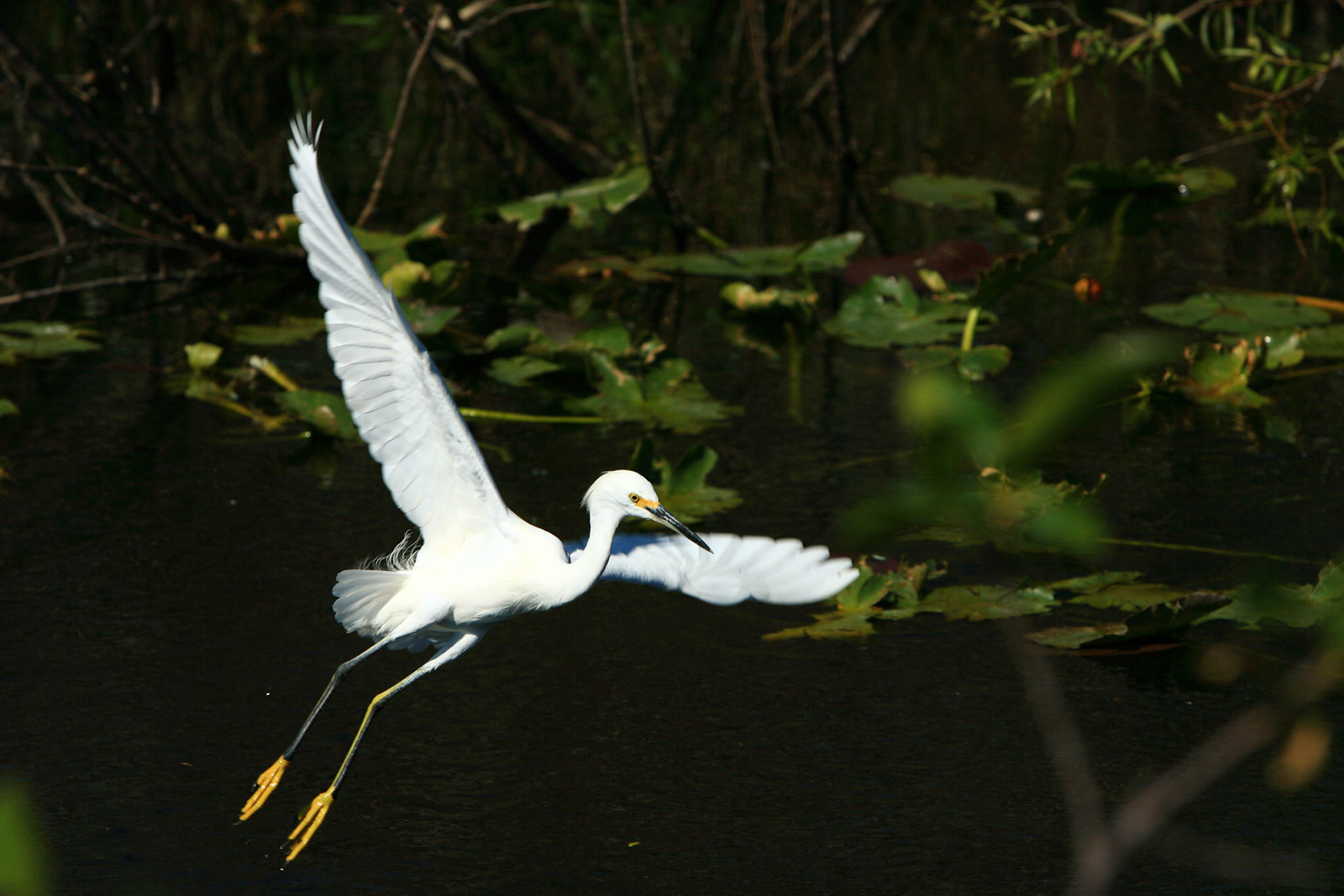 Snowy Egret - Everglades National Park, FL