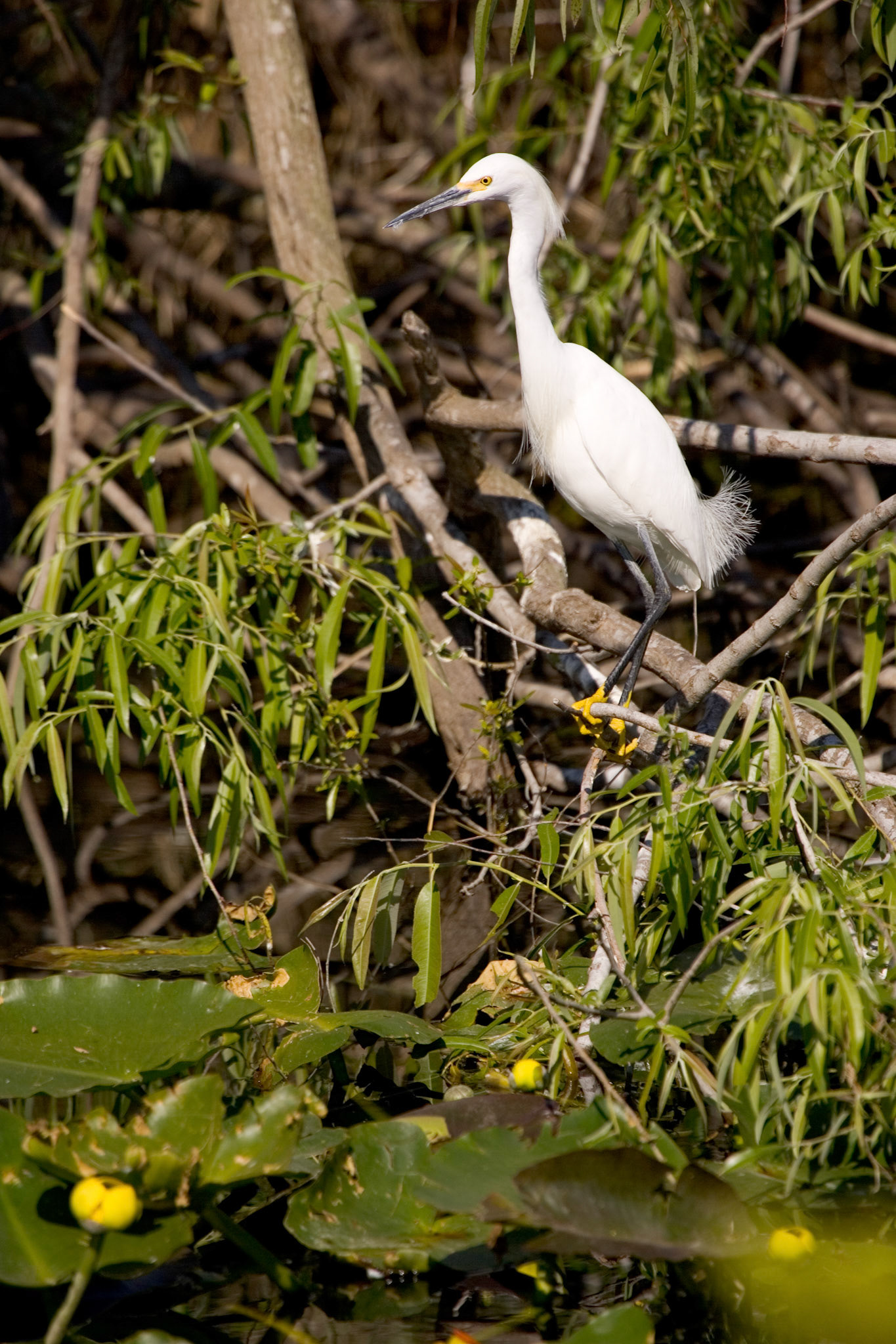 Snowy Egret - Everglades National Park, FL