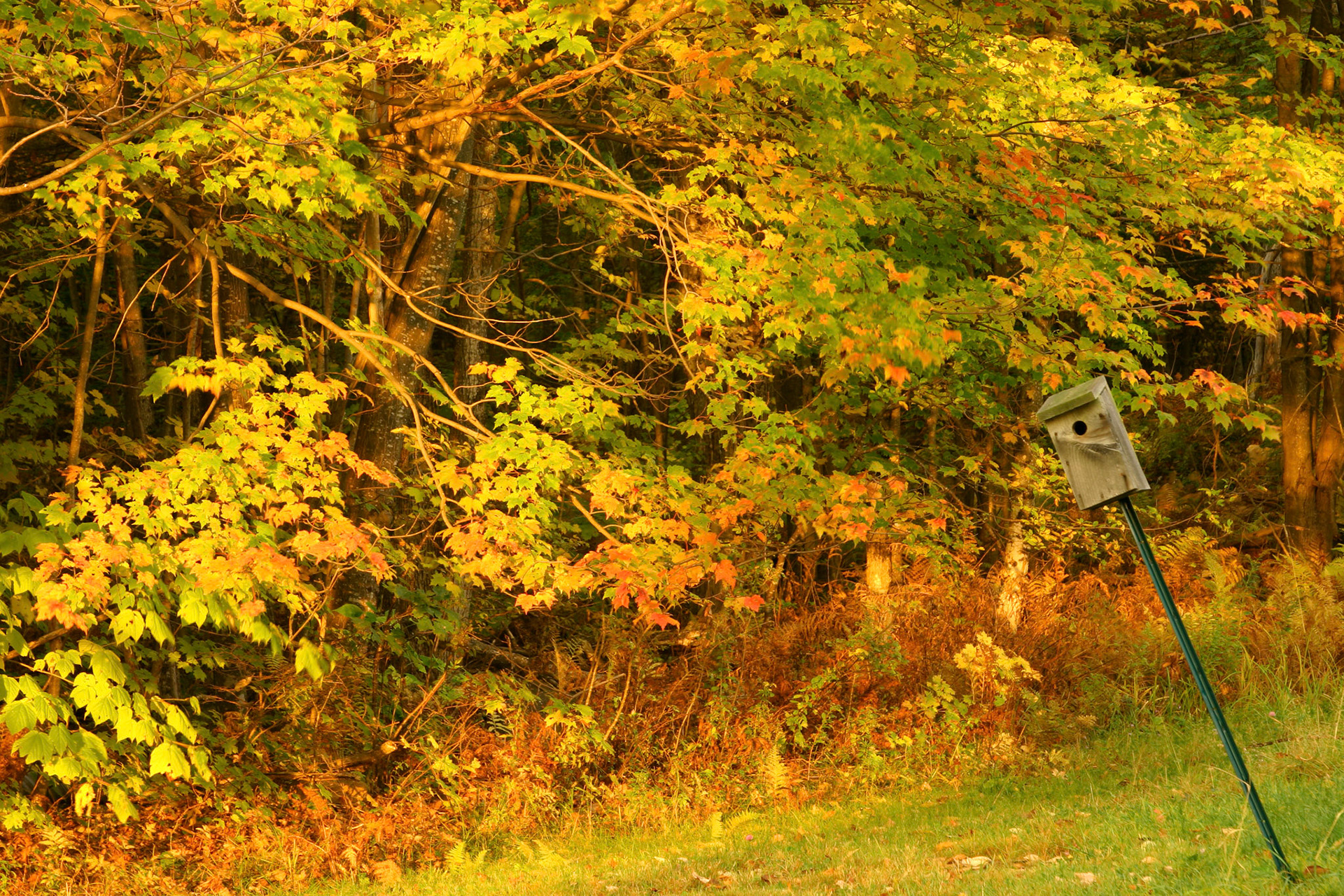 Fall foliage - Gilmanton, NH