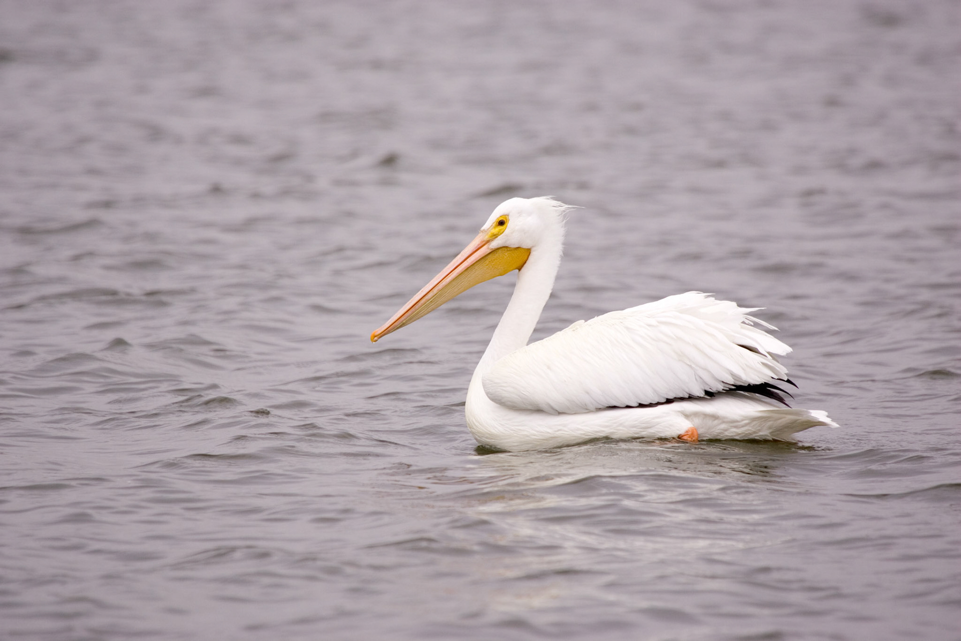 White Pelican - Sarasota, FL