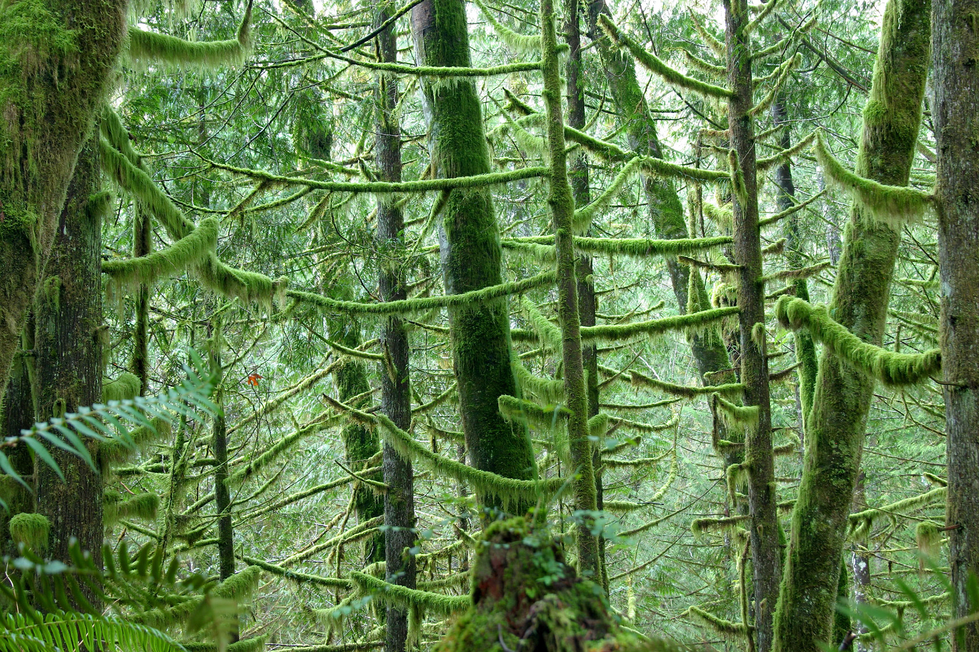 Mossy Woods - Wallace Falls State Park - Gold Bar, WA
