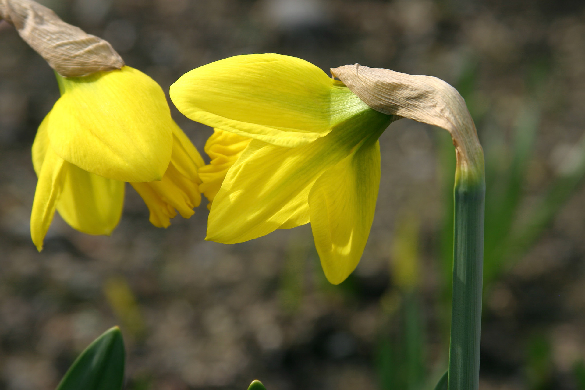Daffodils