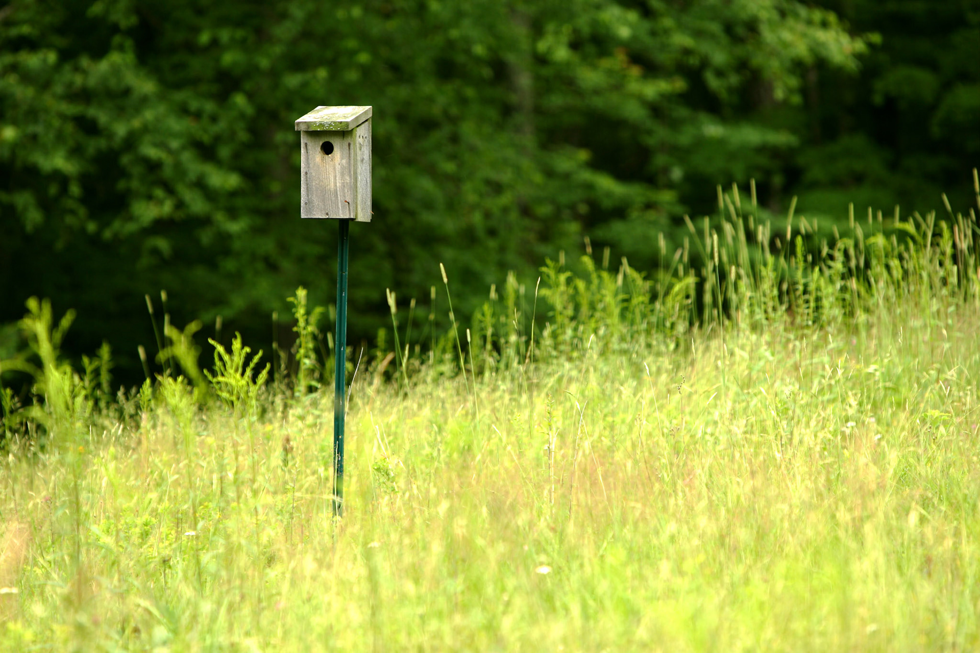 Lone bird house - Gilmanton, NH