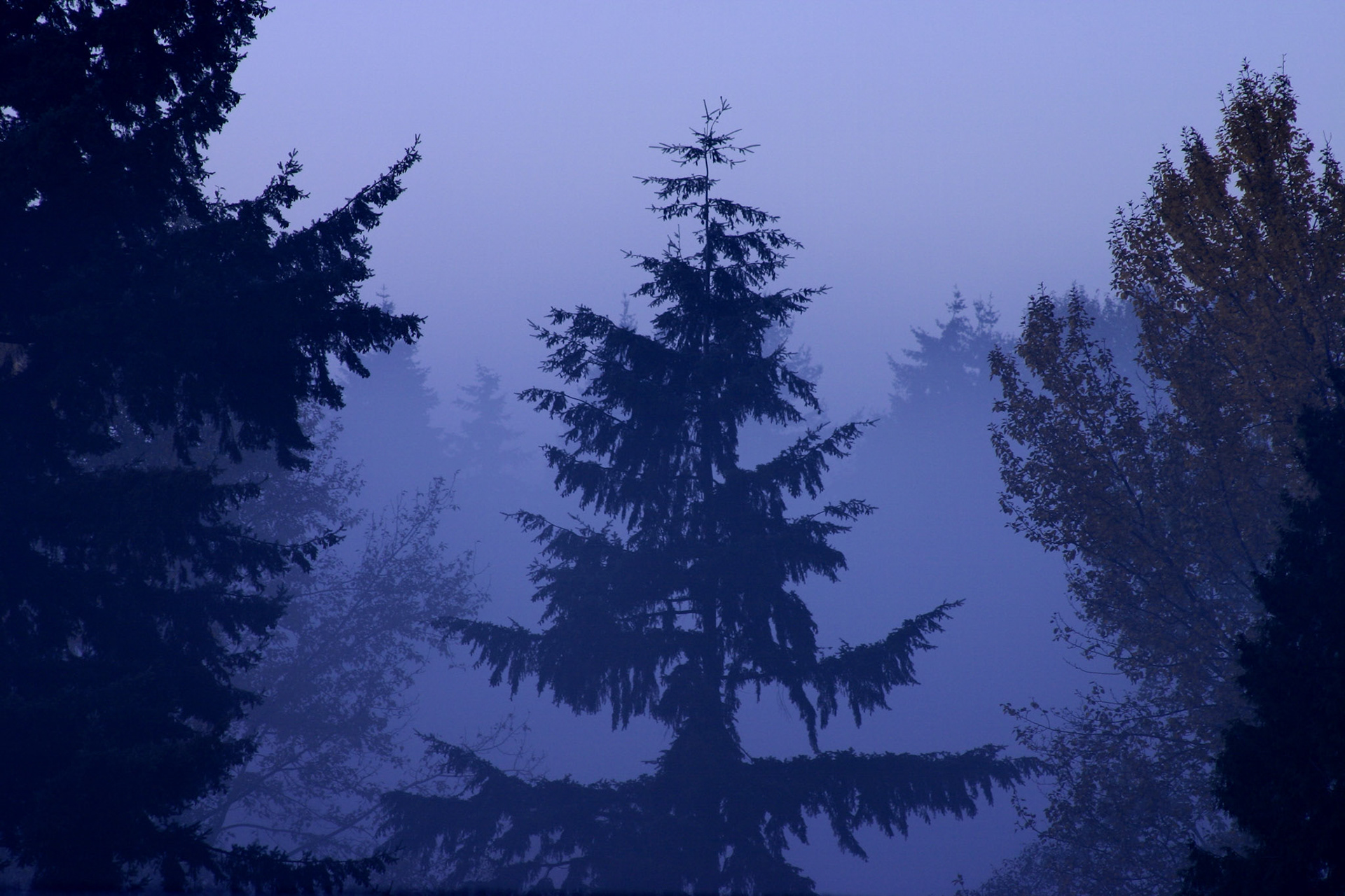 Foggy forest - Finn Hill - Kirkland, WA
