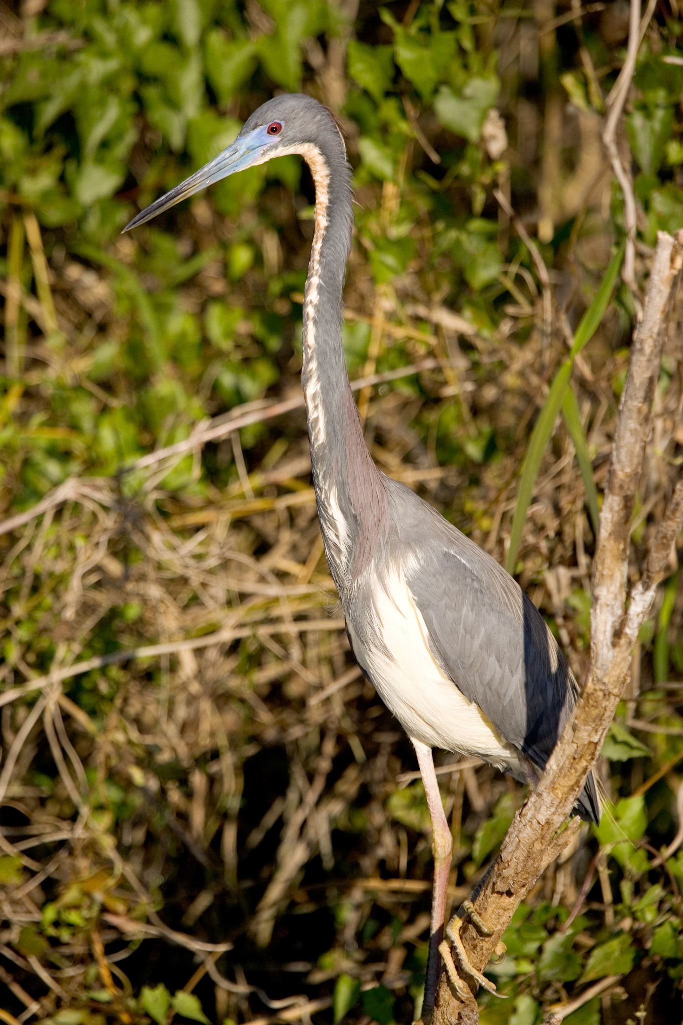 Tricolored Heron - Everglades National Park, FL