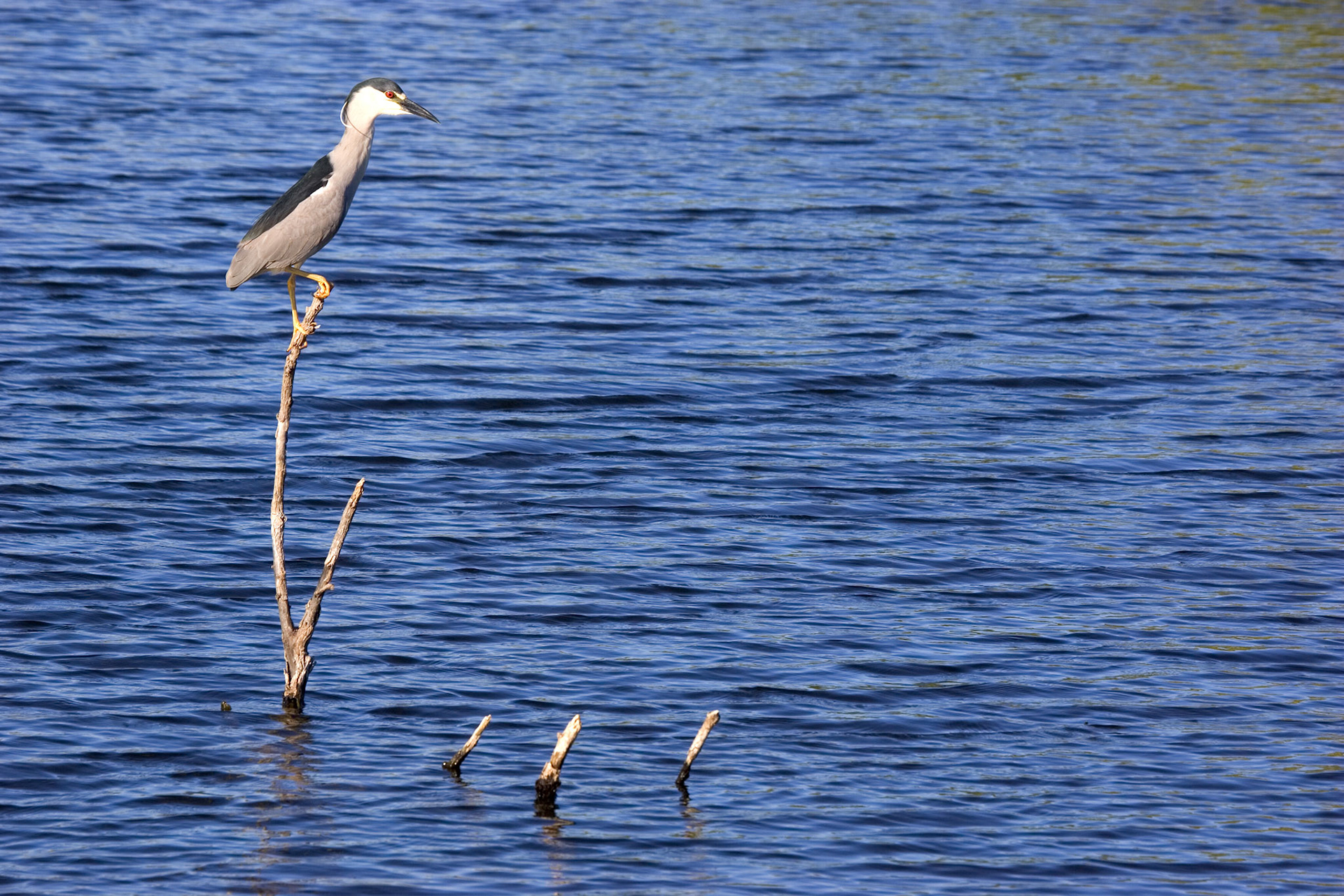 Black-crowned Night Heron - Everglades National Park, FL