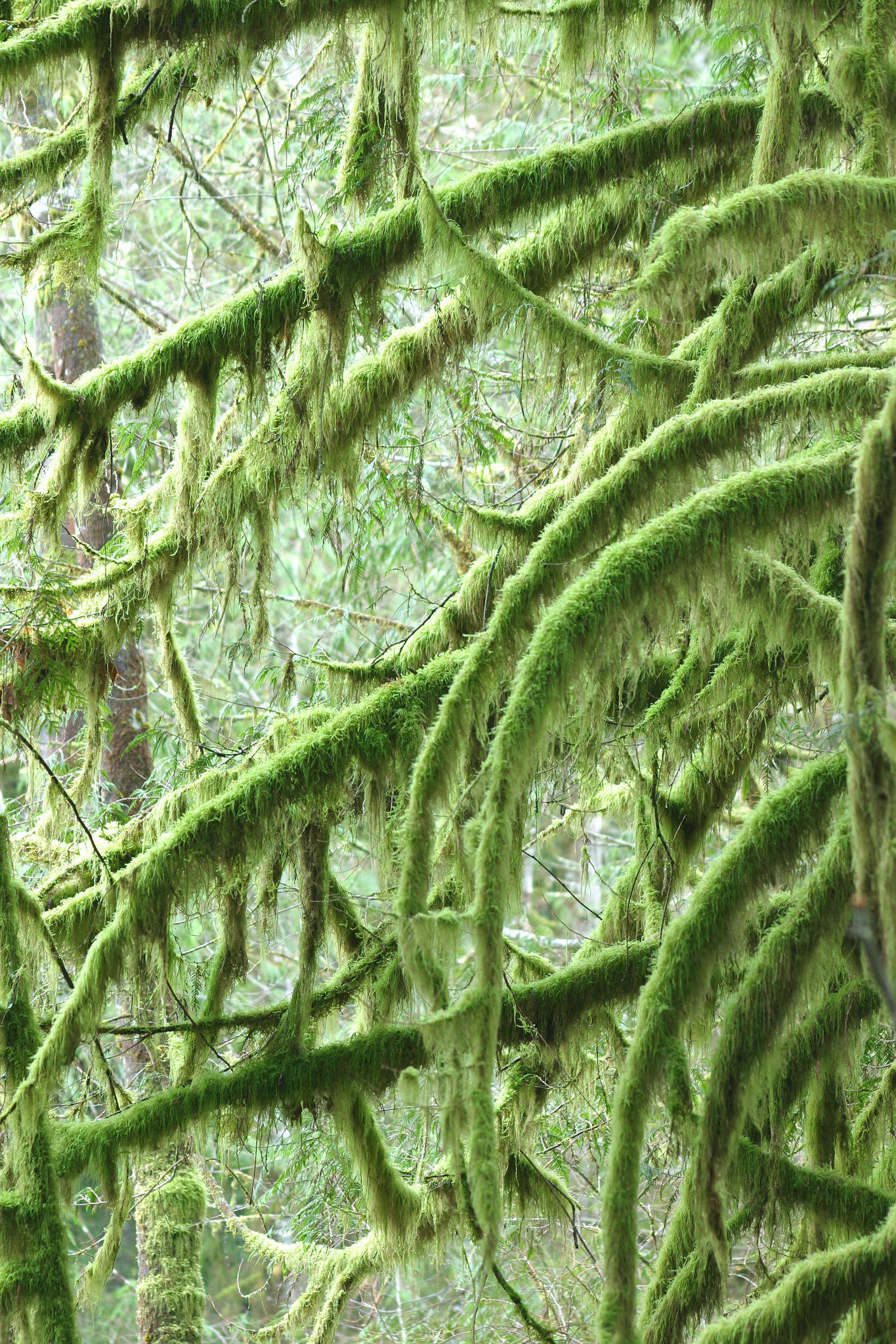 Mossy branches - Wallace Falls State Park - Gold Bar, WA
