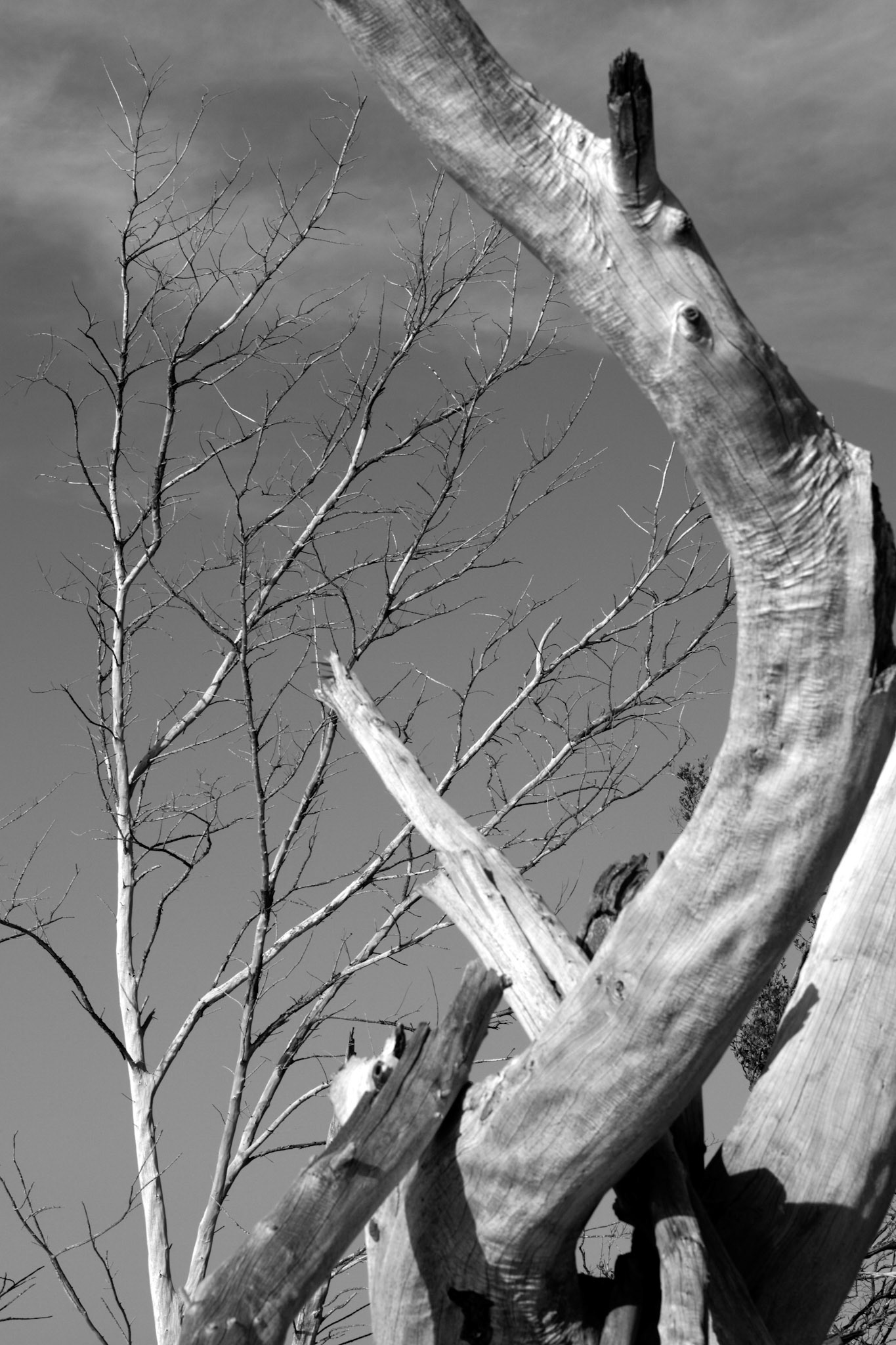 Dead Wood - North Lido Beach - Sarasota, FL