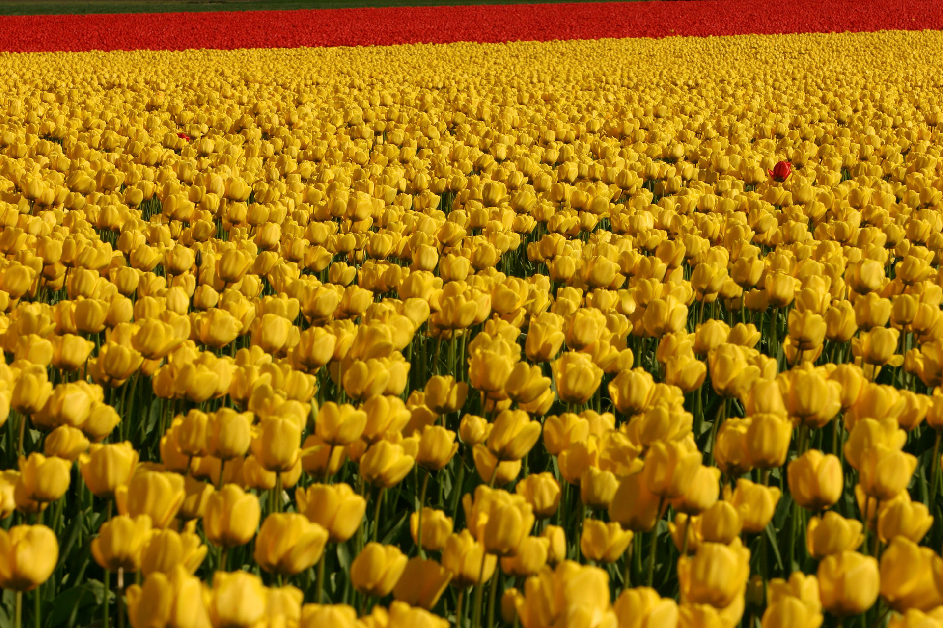 Fidelio and Ile de France Tulips - Mt Vernon, WA