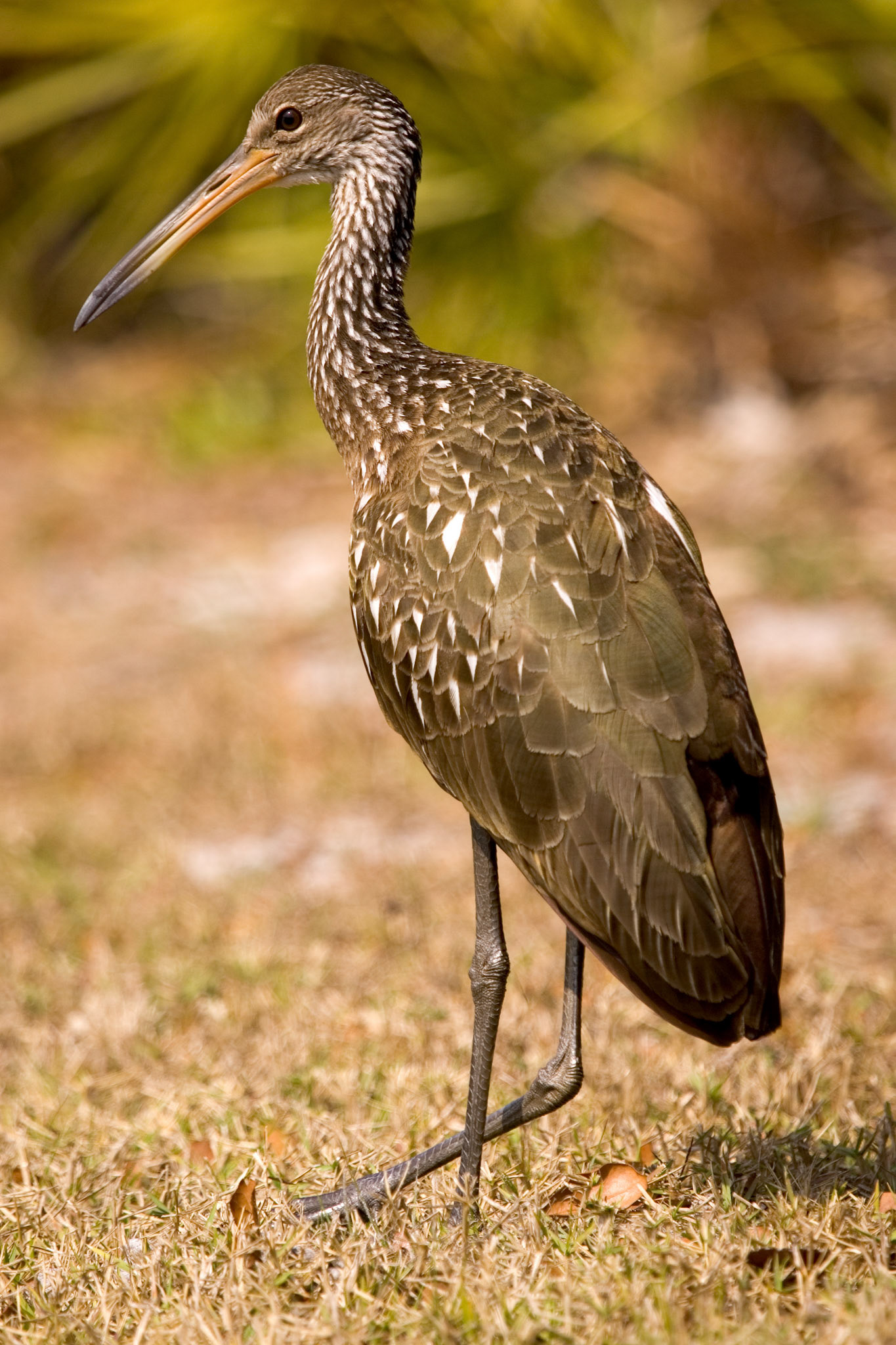 Limpkin - Sarasota, FL