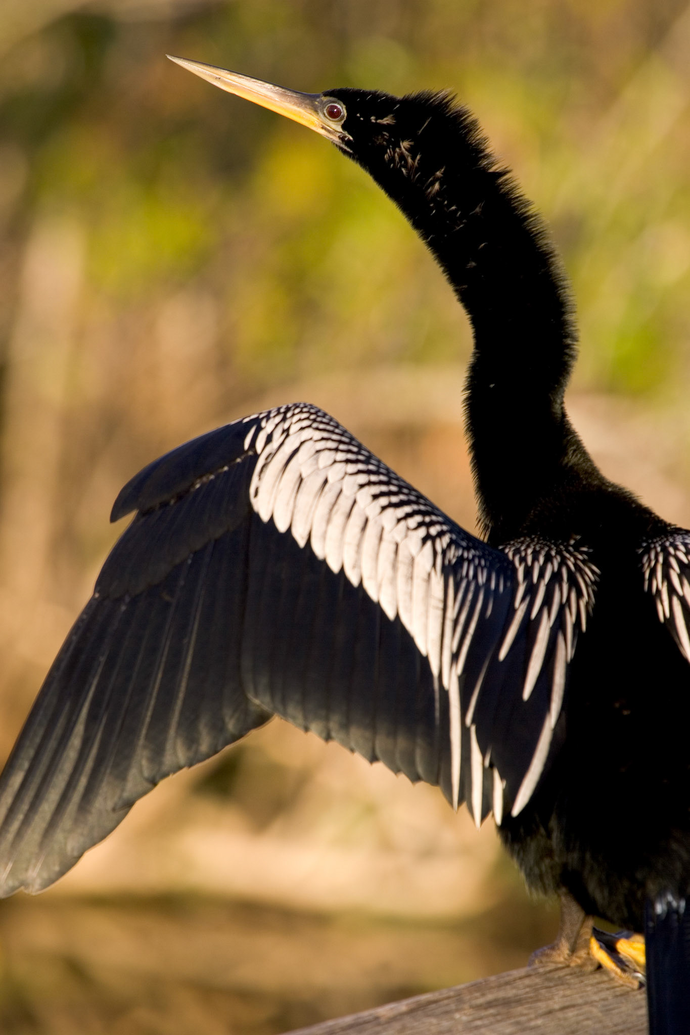 Anhinga - Everglades National Park, FL
