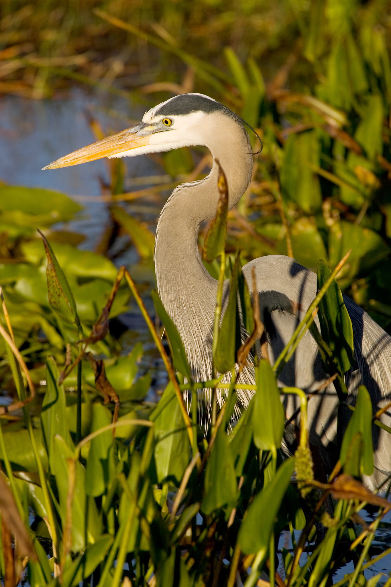 Great Blue Heron - Everglades National Park, FL