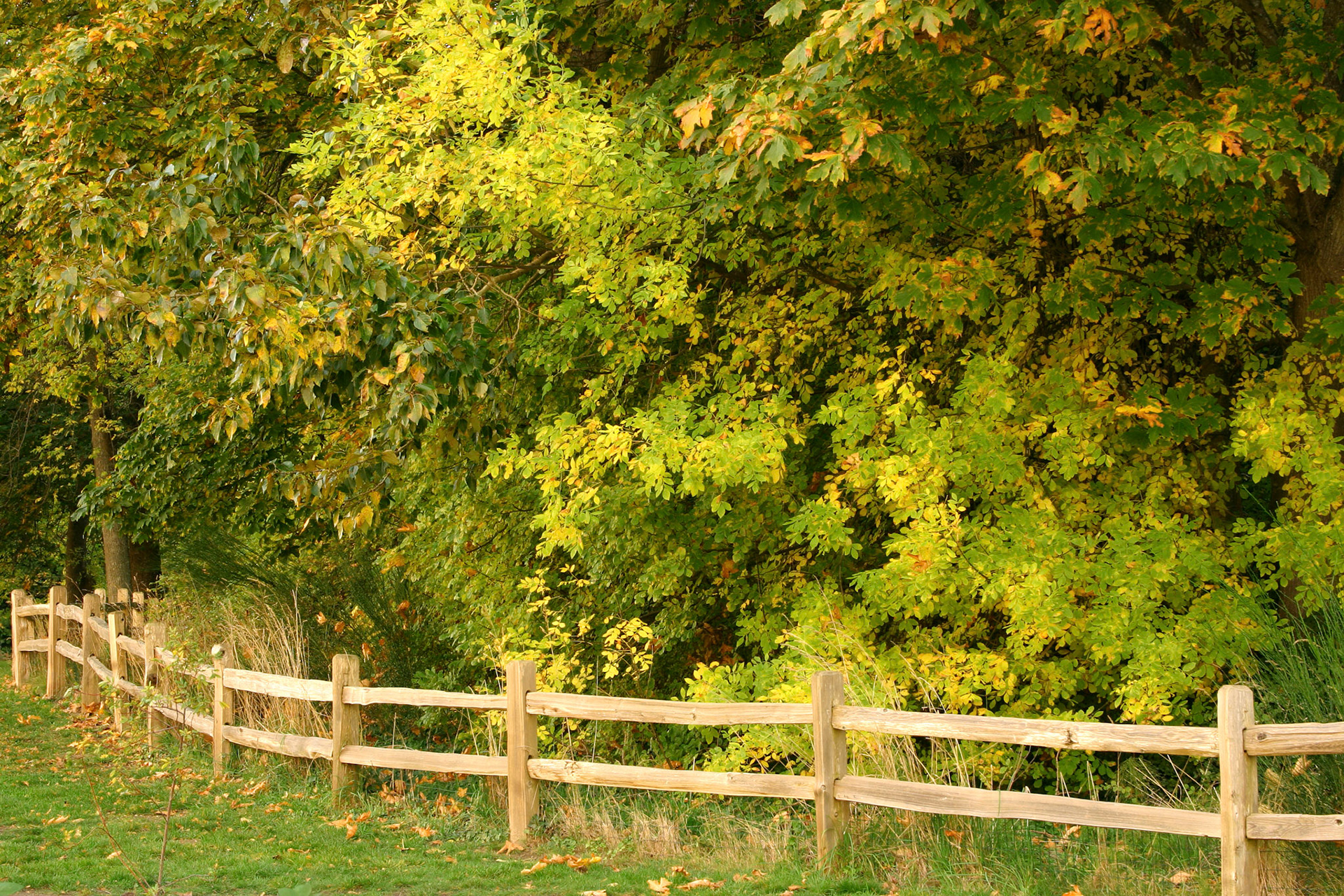 Fall fence line - Denny Park - Kirkland, WA