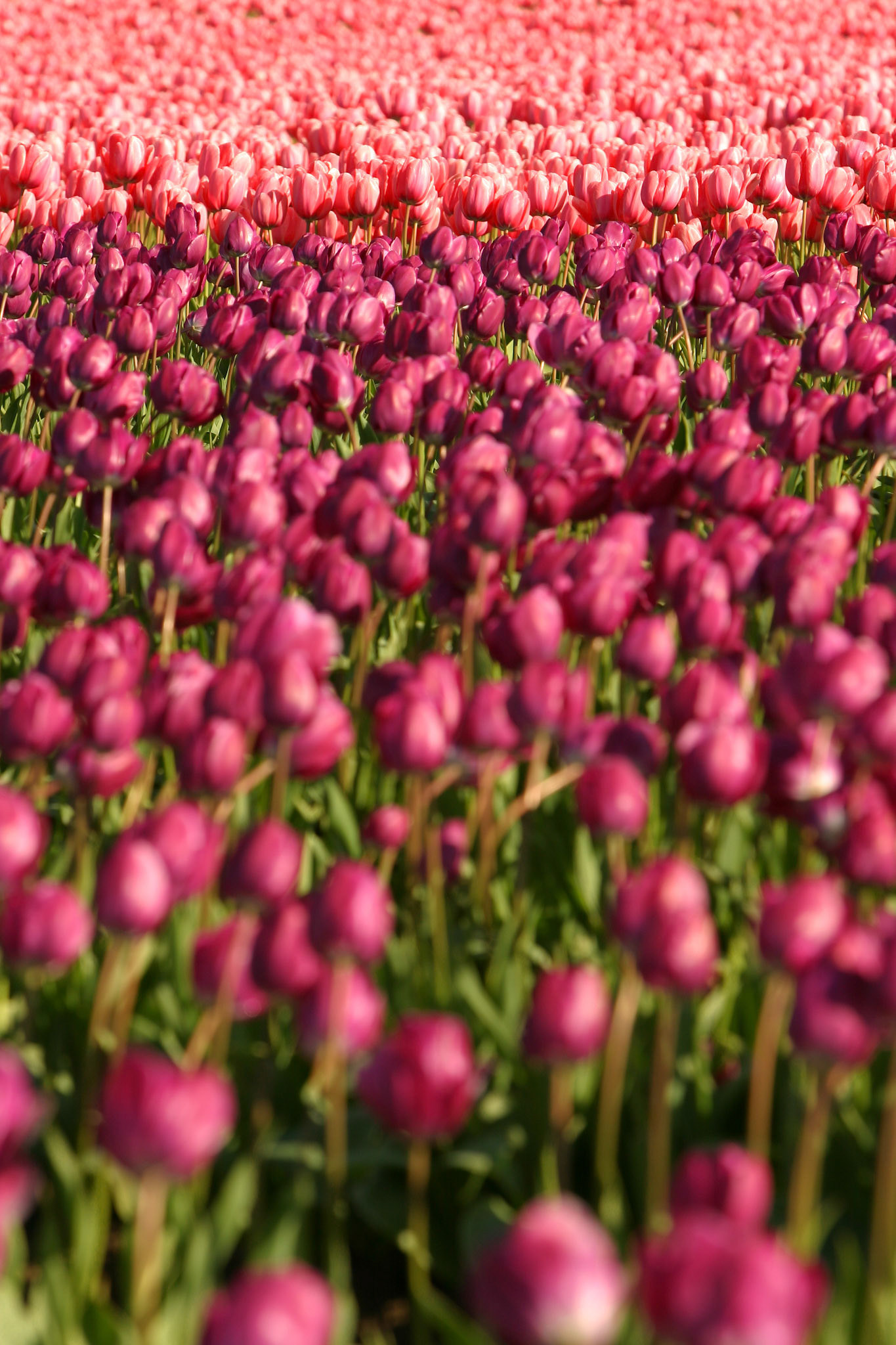 Tulip Town, Mount Vernon, WA