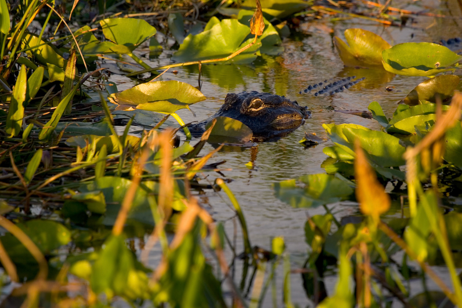 Alligator - Everglades National Park, FL