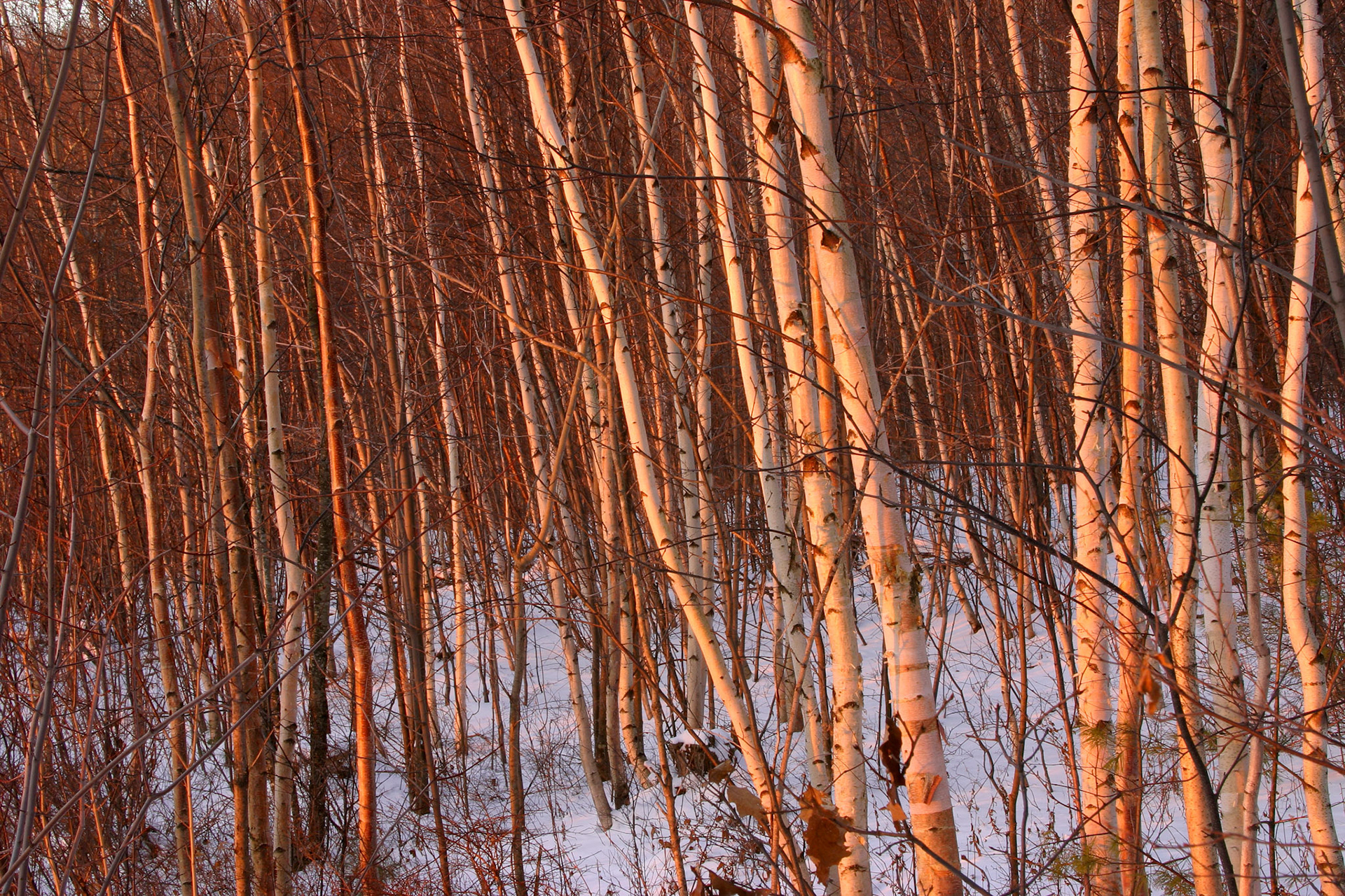 Beech trees and snow - Gilmanton, NH