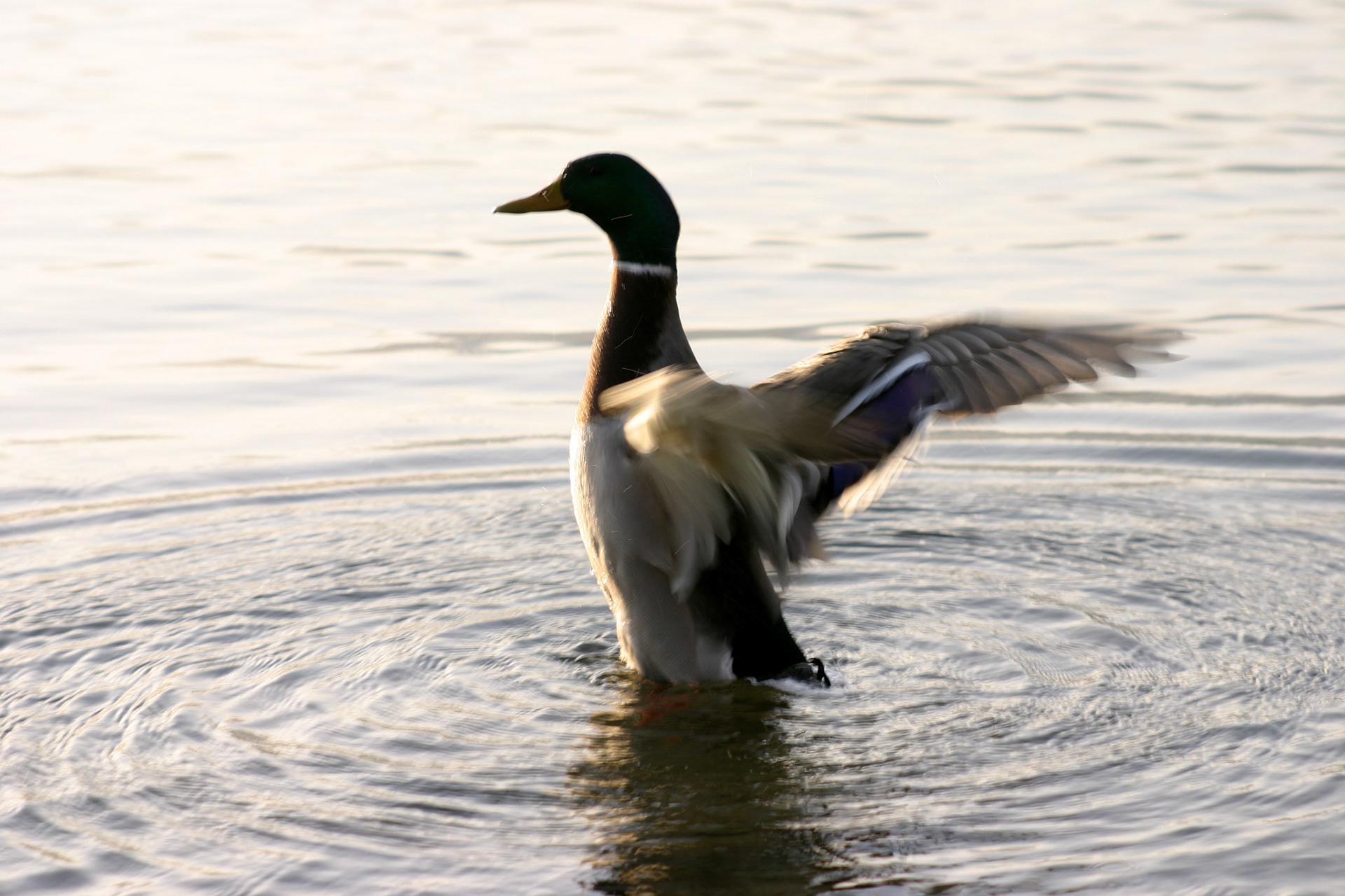 Mallard Duck on Lake Washington