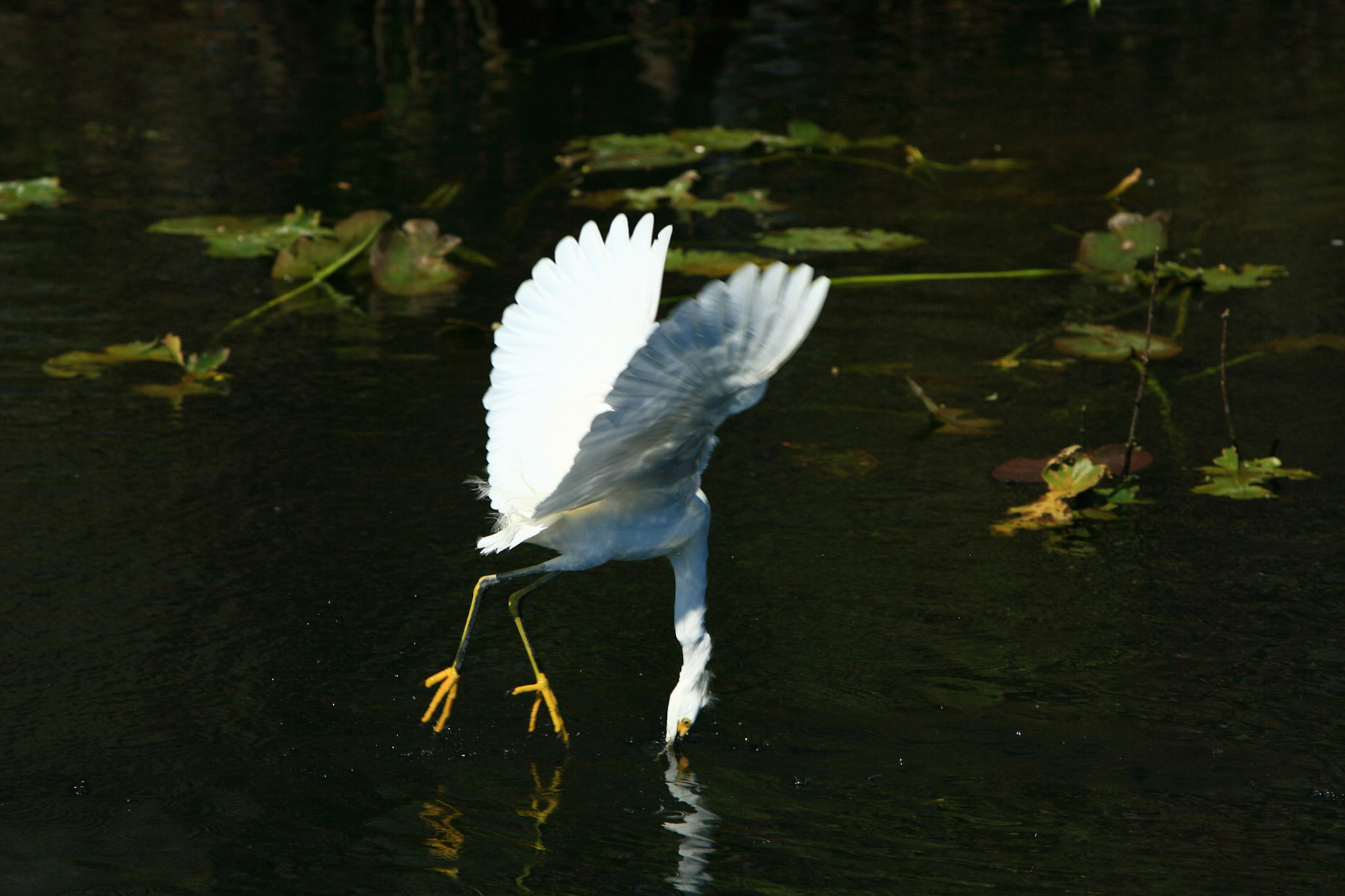 Snowy Egret - Everglades National Park, FL