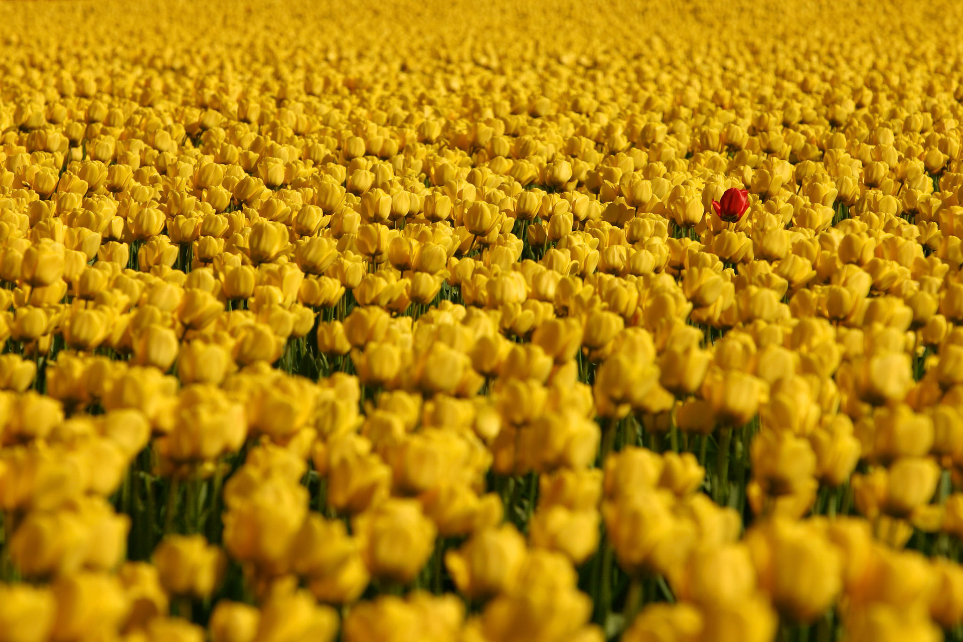 Fidelio Tulips and Ile de France Tulip - Mt Vernon, WA