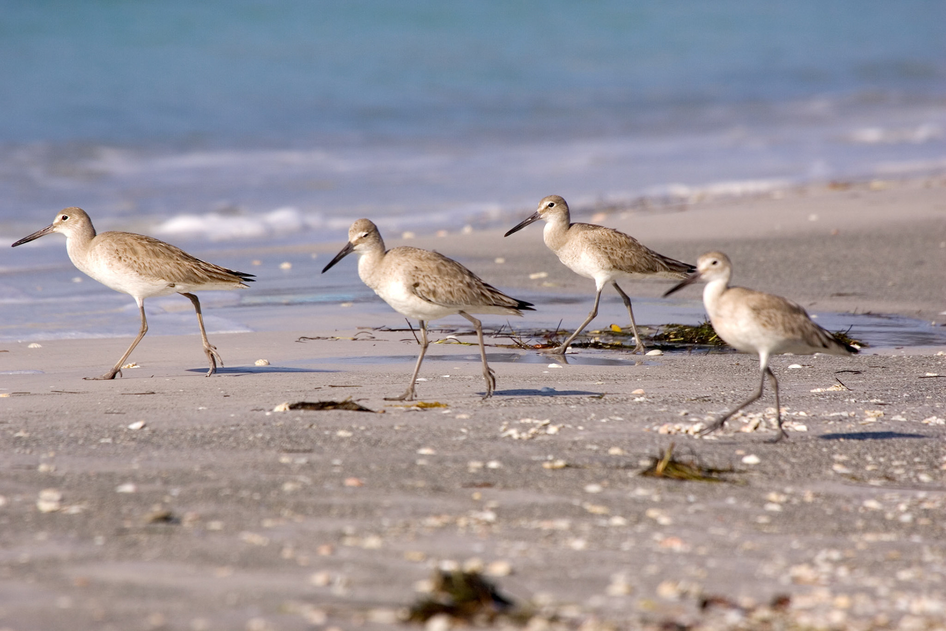 Willets - North Lido Beach - Sarasota, FL