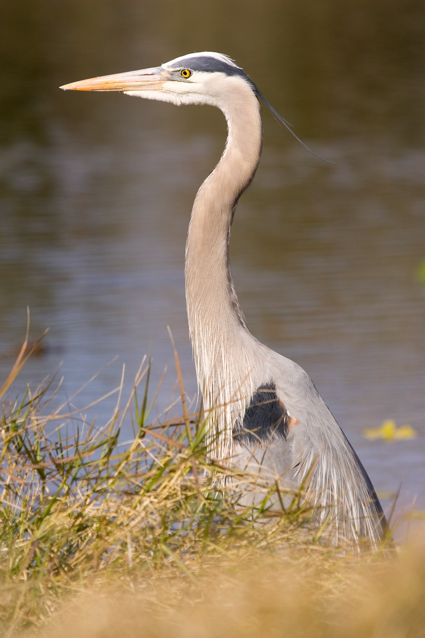 Great Blue Heron - Sarasota, FL