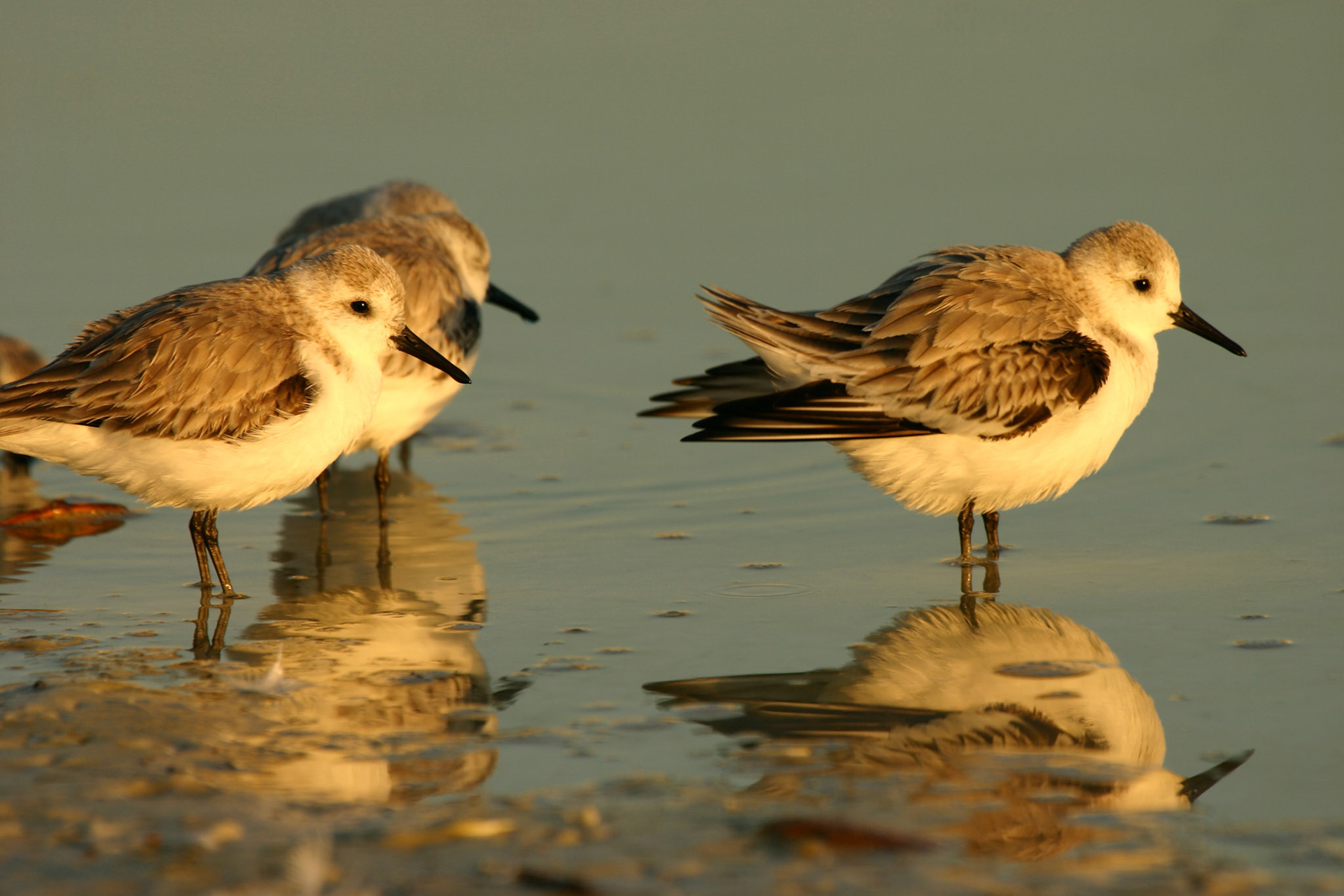 Western Sandpiper (?) (Calidris mauri)
