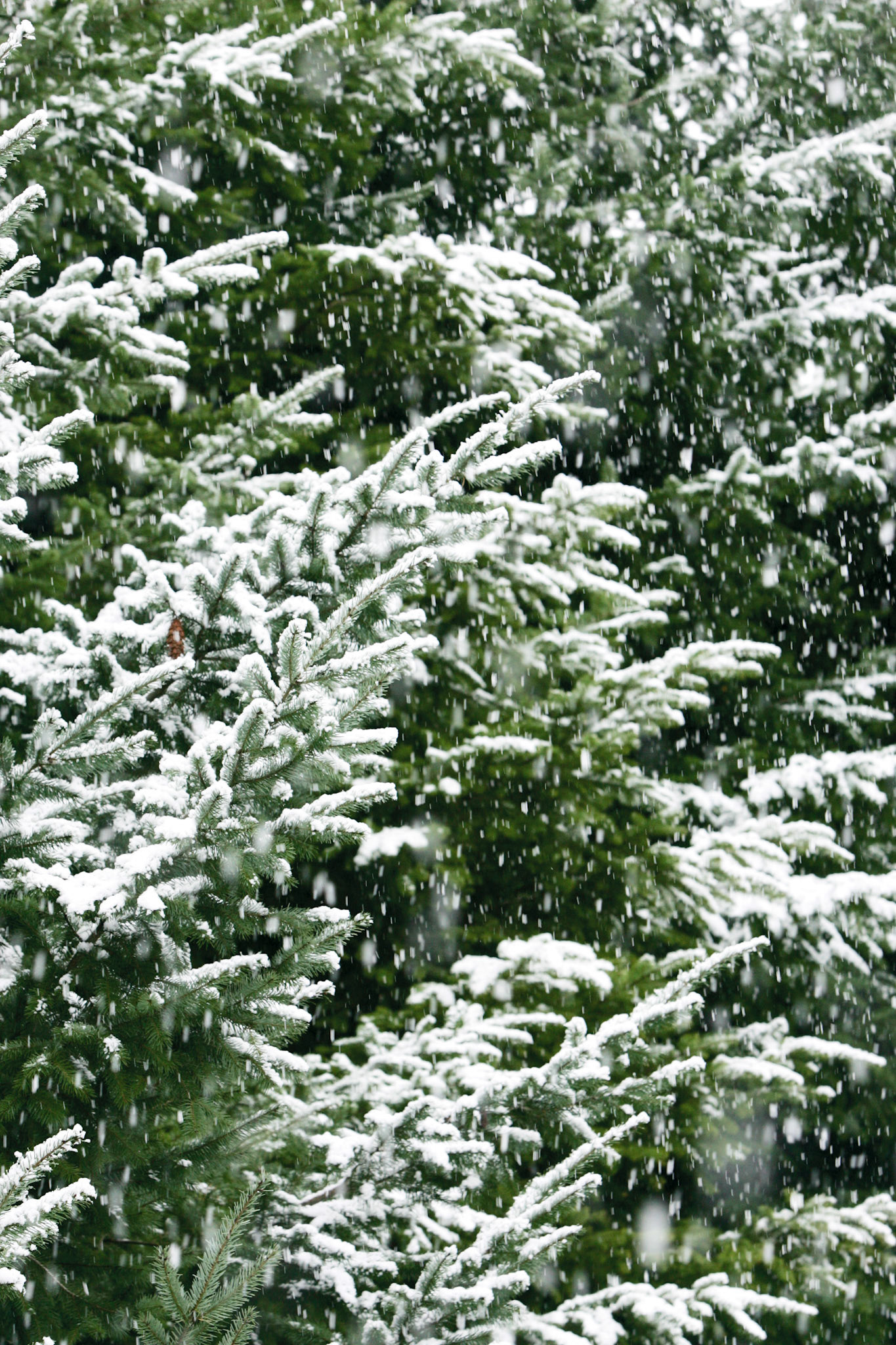 Snowy Pines - Kirkland, WA