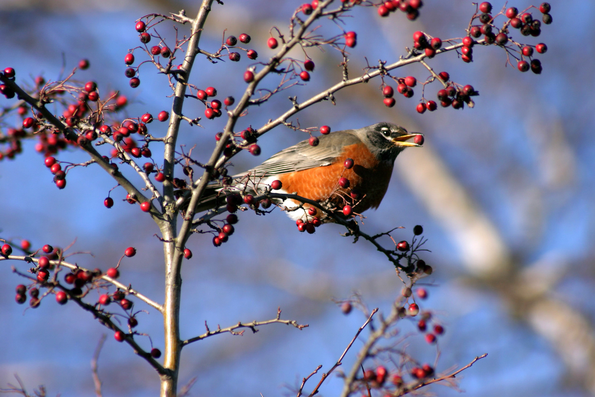Robin in Tree, Kirkland, WA