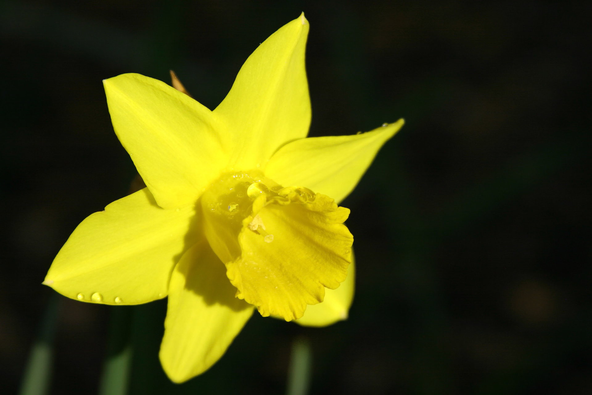 Dutch Master Daffodil - Kirkland, WA