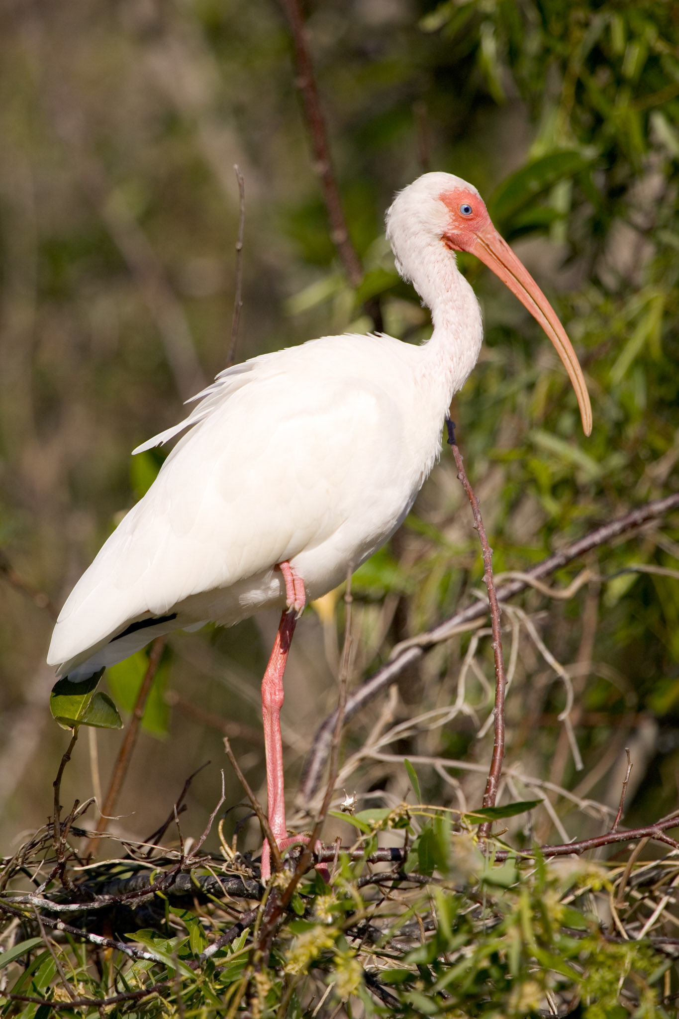 White Ibis - Everglades National Park, FL