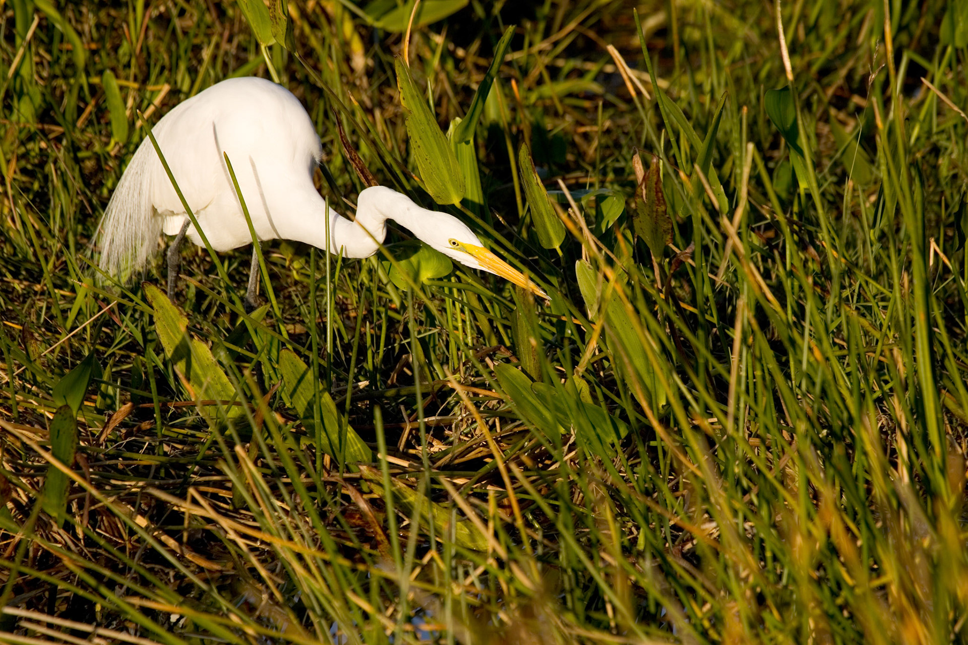 Great Egret - Everglades National Park, FL