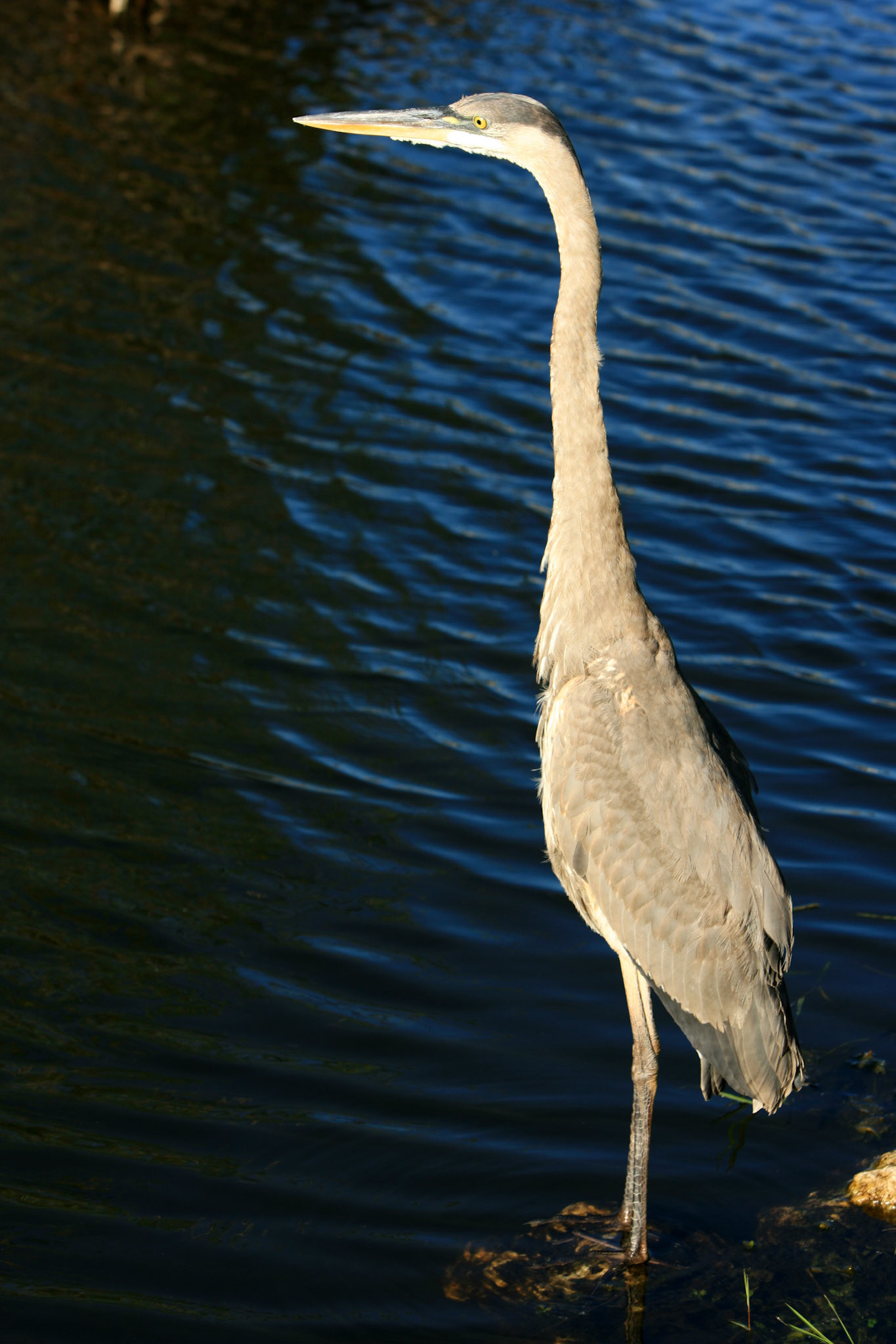 Great Blue Heron - Everglades National Park, FL