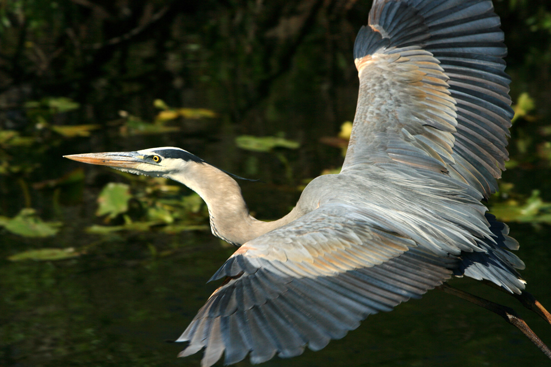 Great Blue Heron - Everglades National Park, FL