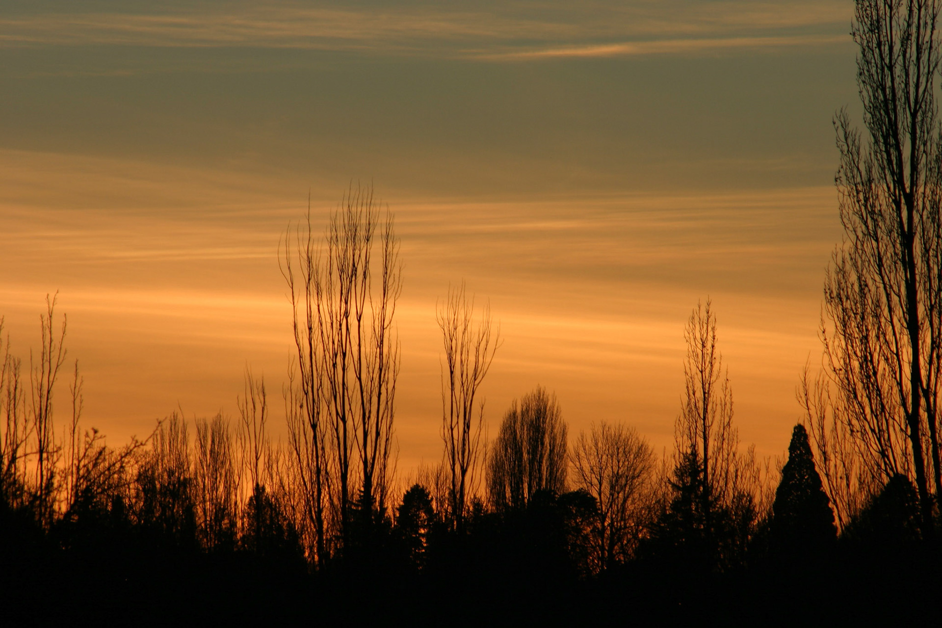 Sunset and trees - Seattle, WA