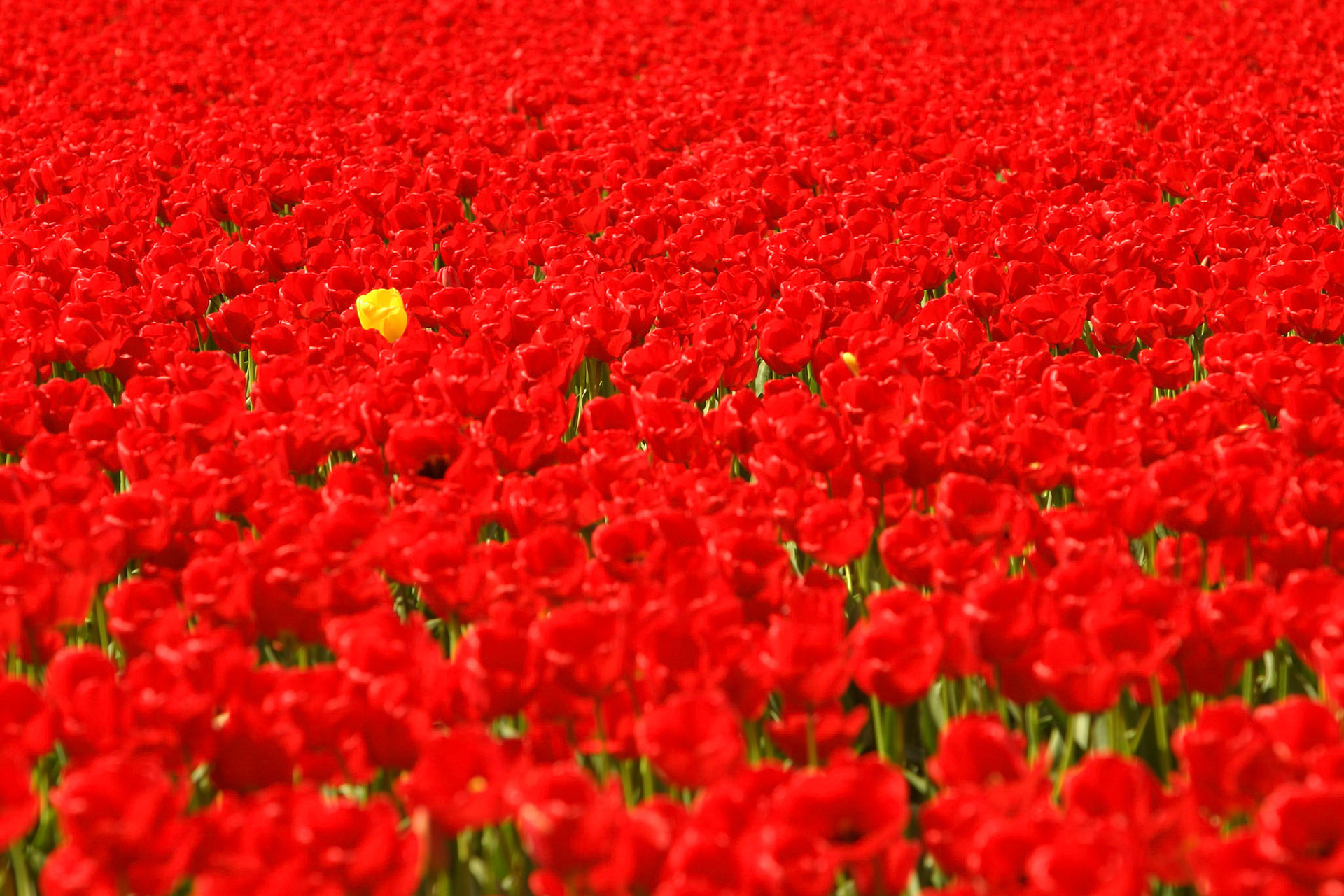 Ile De France Tulips with Fidelio Tulip - Mt Vernon, WA