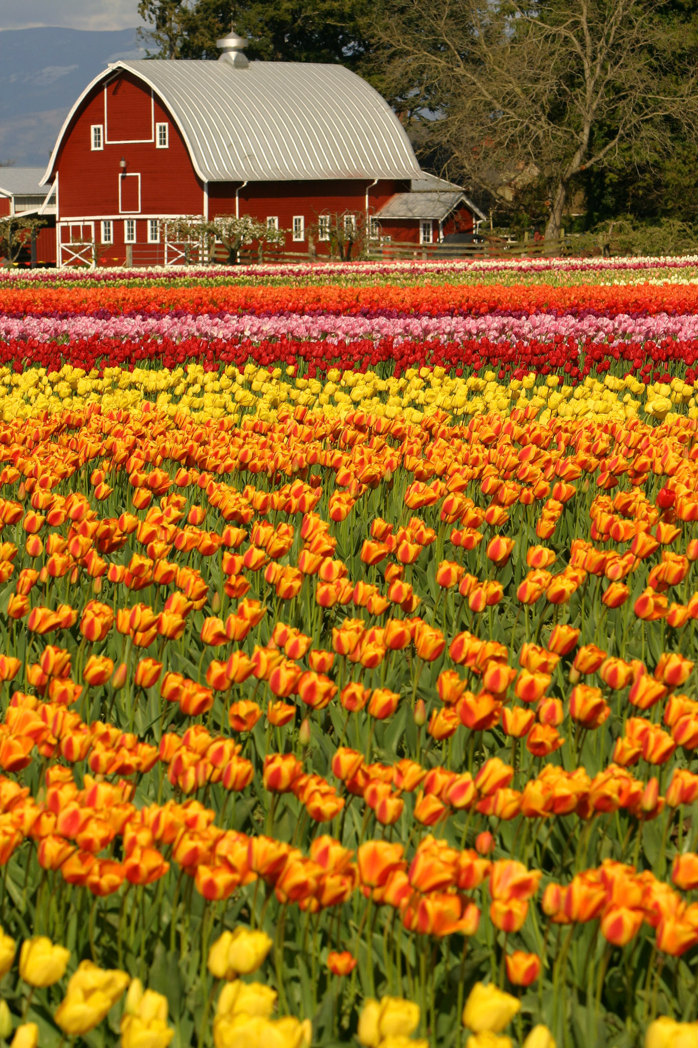 Tulip Town, Mount Vernon, WA