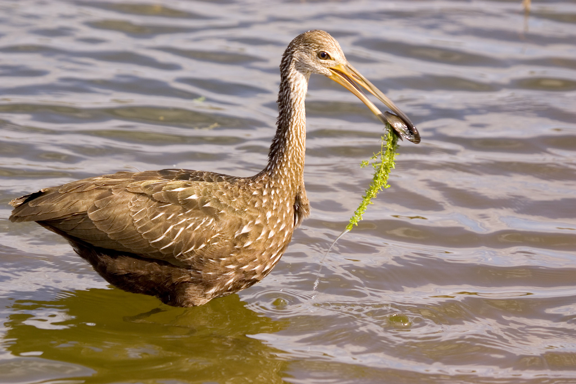 Limpkin - Sarasota, FL
