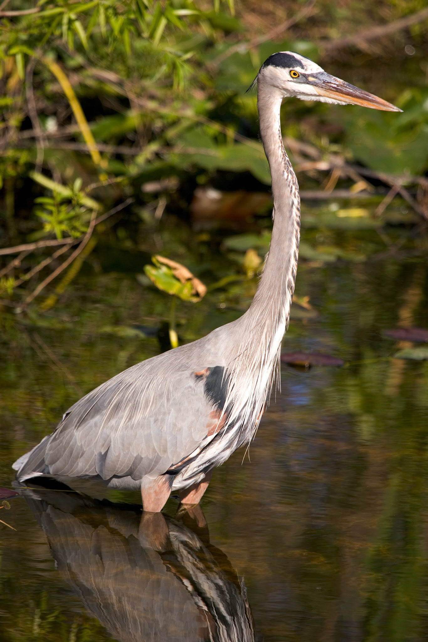 Great Blue Heron - Everglades National Park, FL