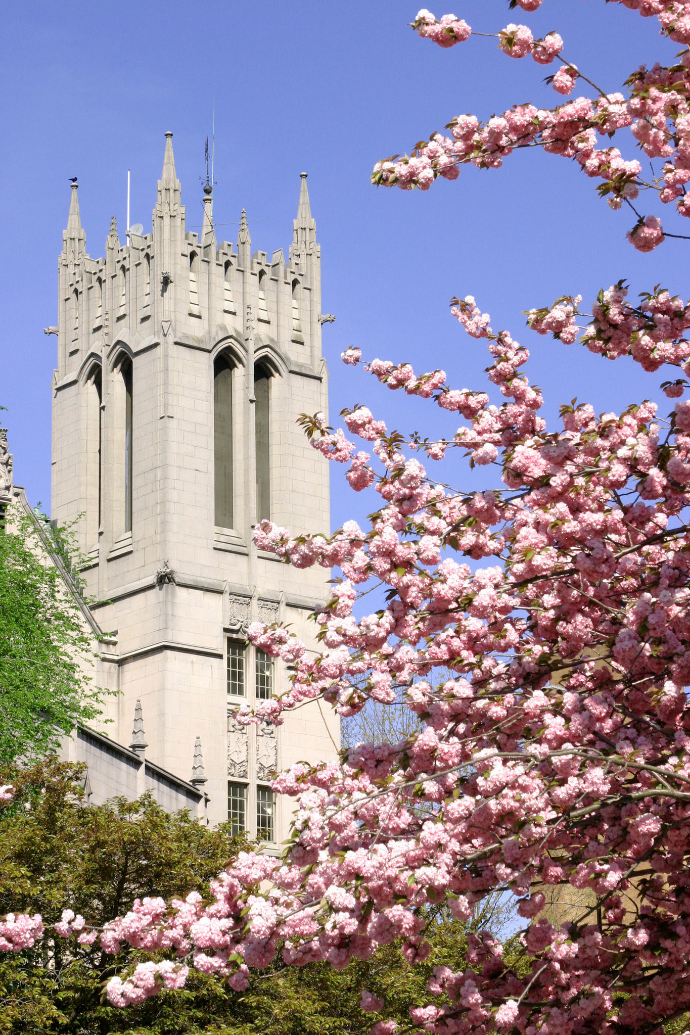 Dogwood Trees, University of Washington, Seattle, WA
