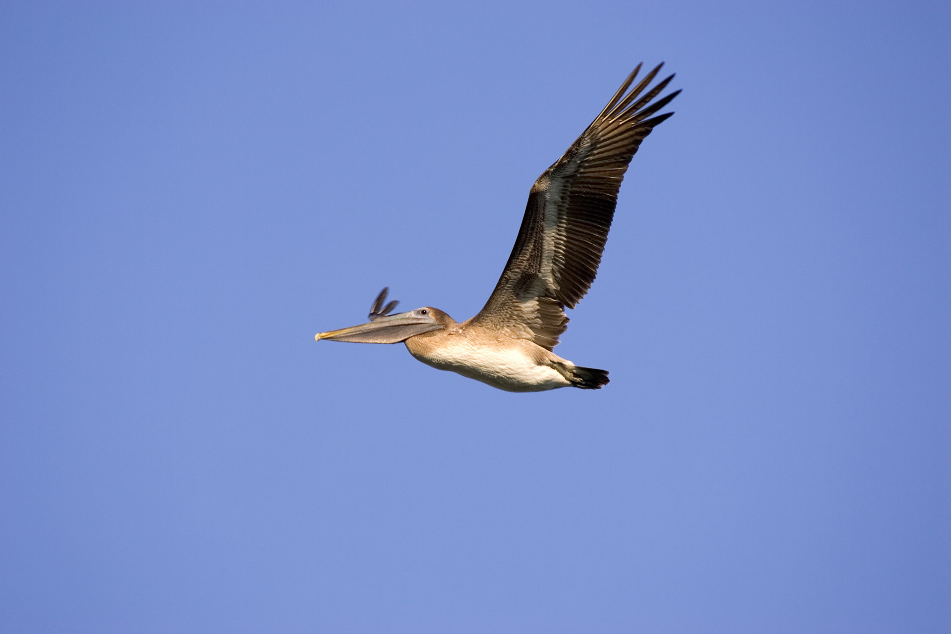 Brown Pelican - Sarasota, FL